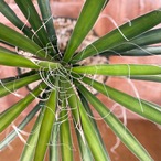 Yucca baccata【ユッカ・バッカタ・実生】