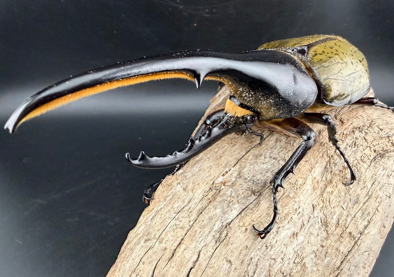 《ヘラクレス・ヘラクレス 145mm ペア》