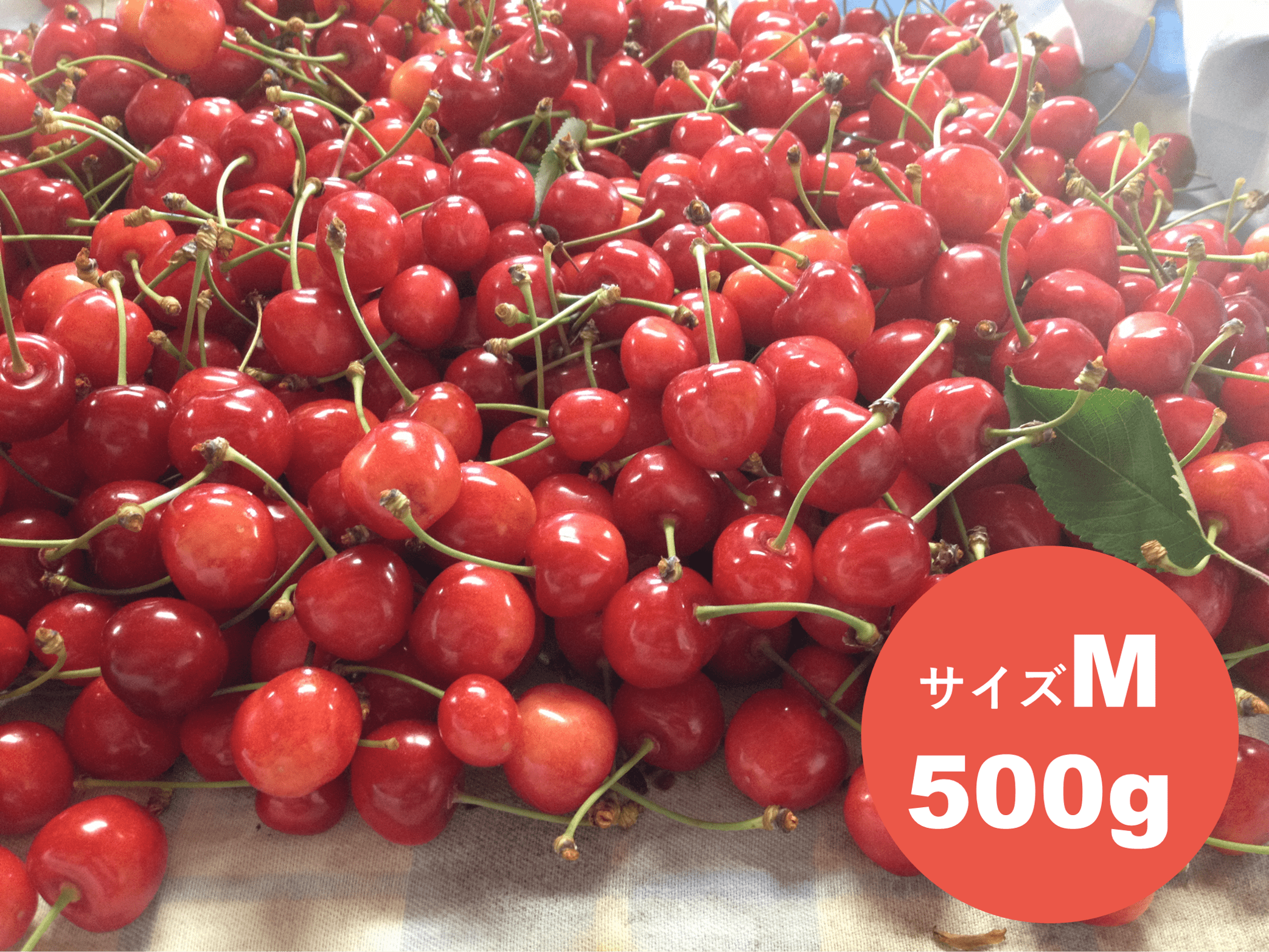 さくらんぼ「紅秀峰」1kg サイズL