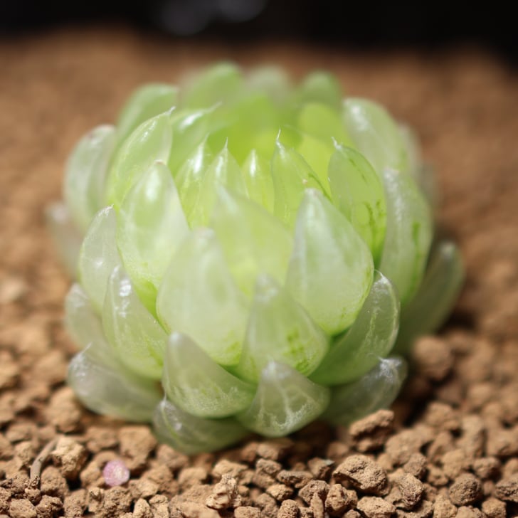 再入荷 707『ハオルチア エメラルド LED変種 太陽の恋人』 観葉植物