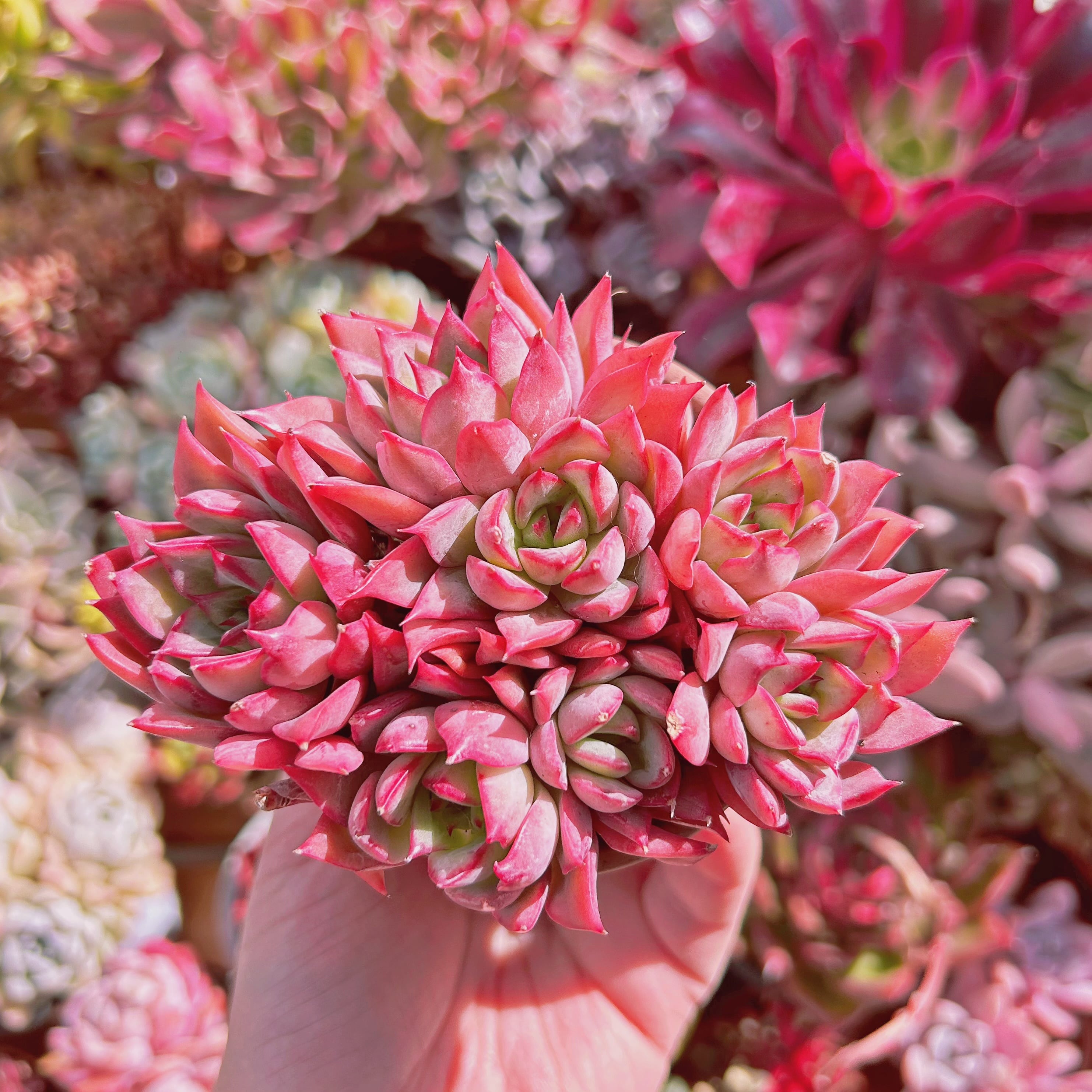 多肉植物　Echeveria   ムーンゴッデス  5頭以上　特大