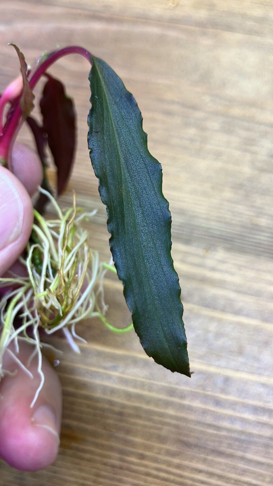 I様専用商品 | Plants Base