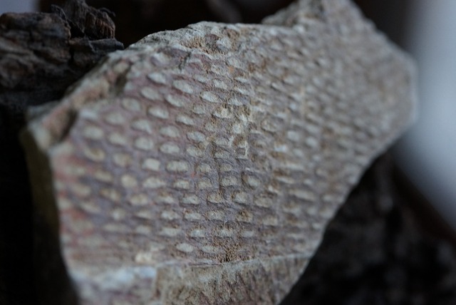 グラプトライト(フデイシ)化石 Graptolite ordovician