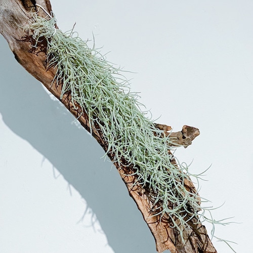 ウスネオイデス Tillandsia usneoides