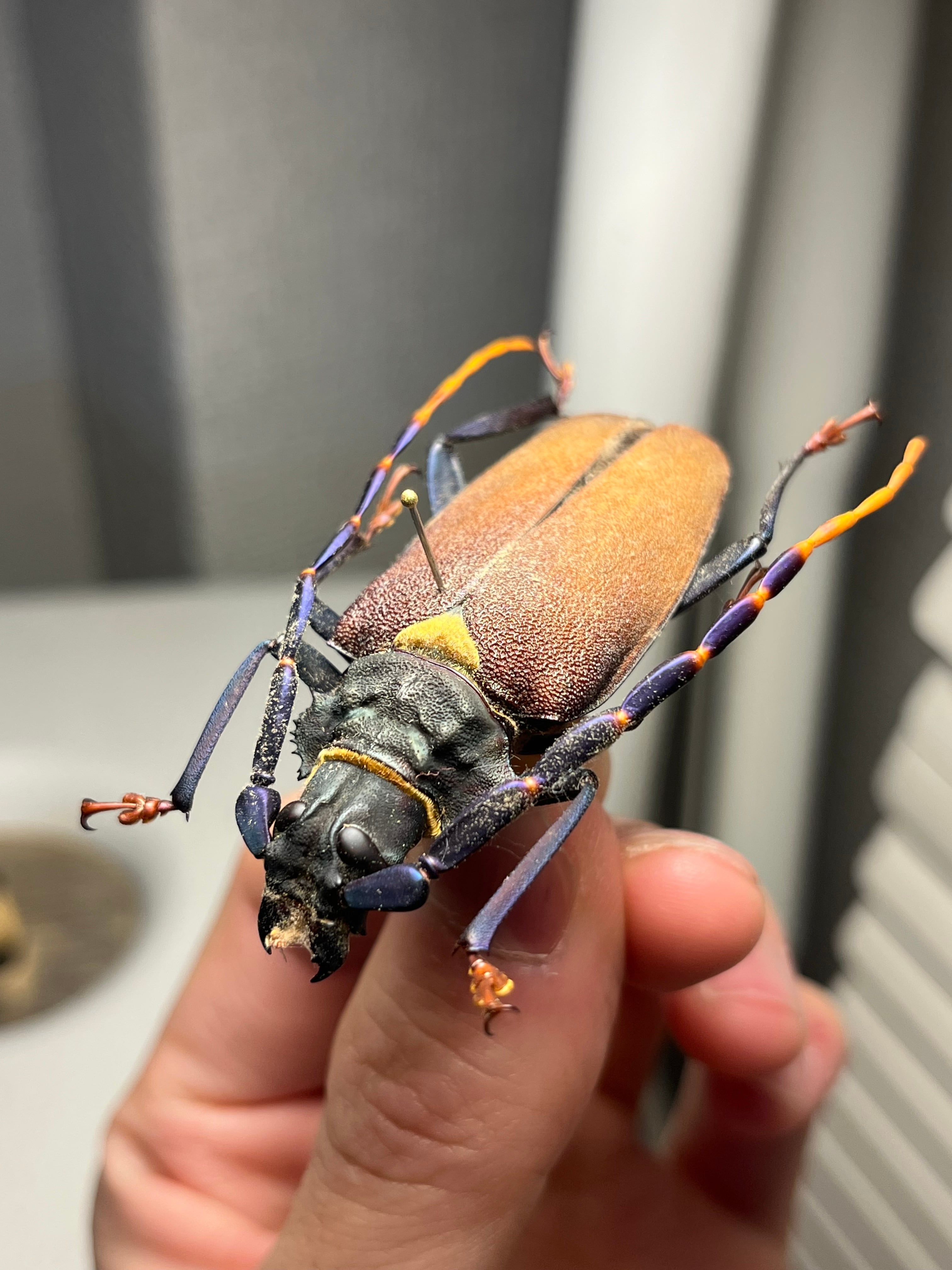 53mm】ルリヒゲノコギリカミキリ 標本ナンベイオオタガメ ハナムグリ