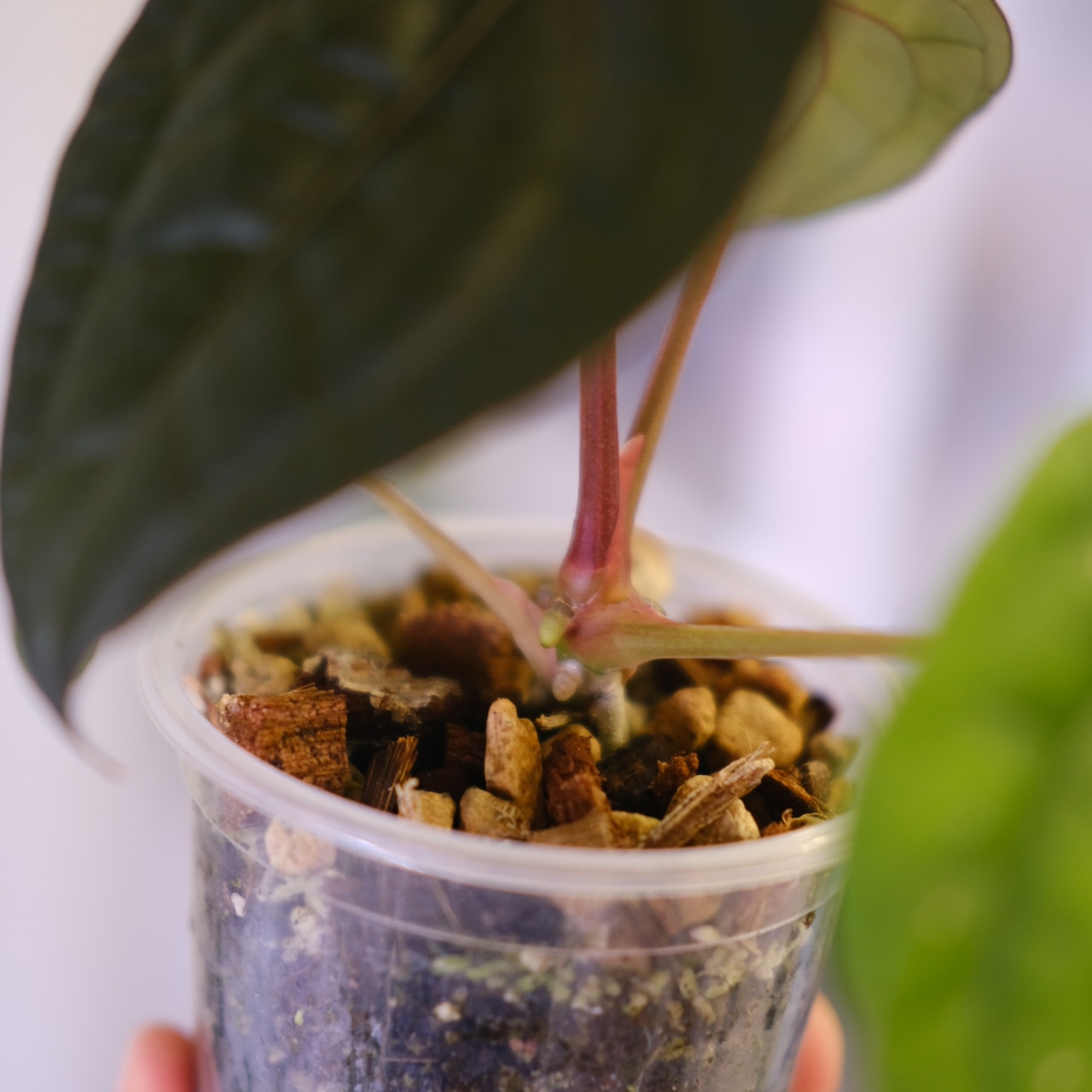 Anthurium luxurians × Anthurium magnificum ‘Silver’ SKG②｜アンスリウム｜観葉植物