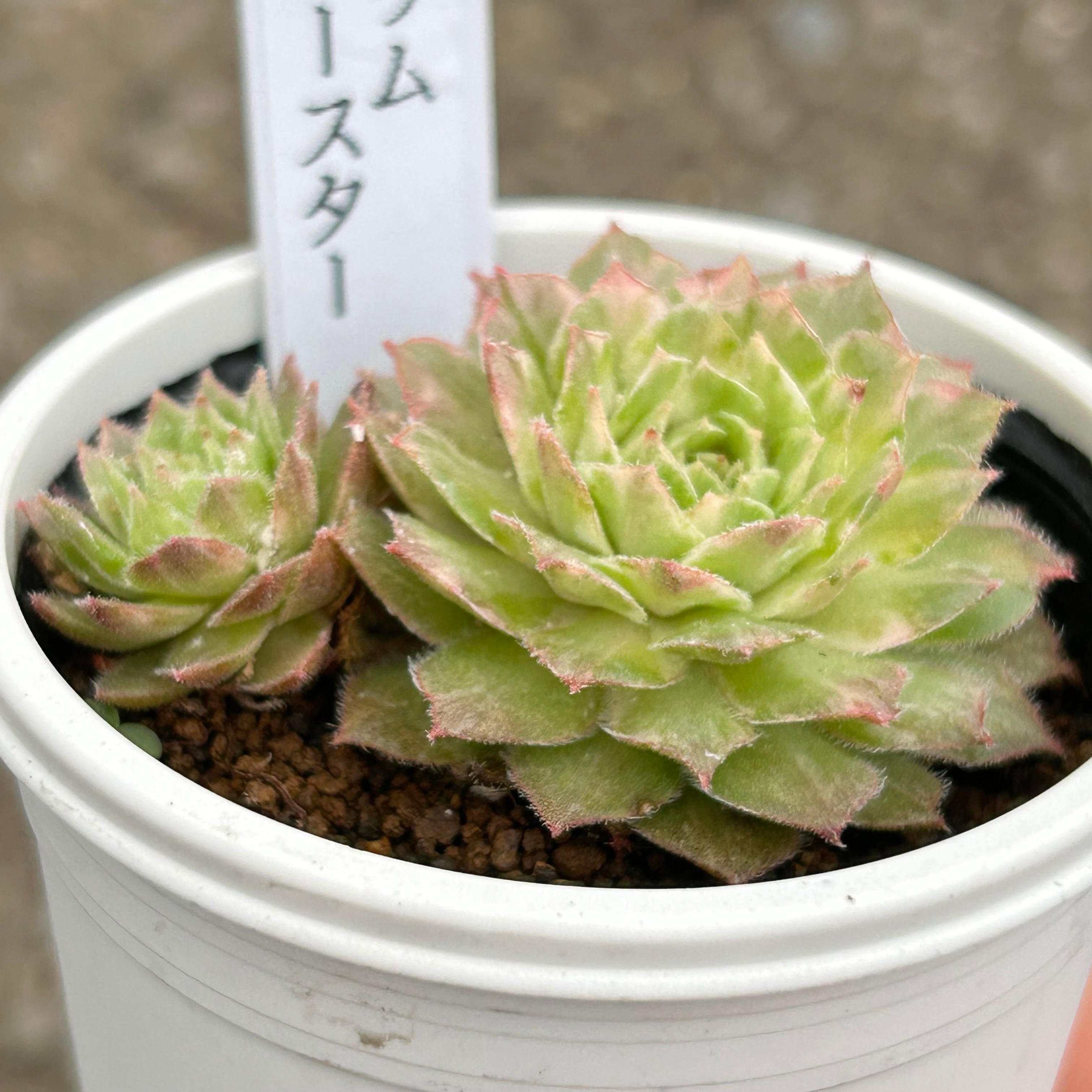 ギャラクシースター(センペルビウム) | RuPo 多肉植物専門店