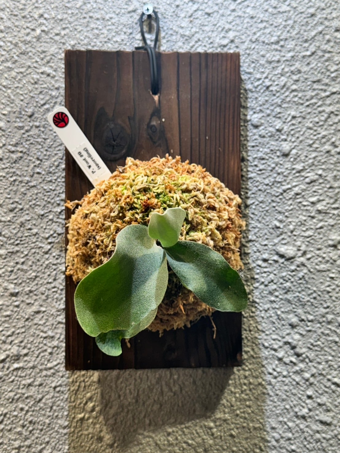 P.woot#9 中株 P.Woot#9 Spore | Plants.Links