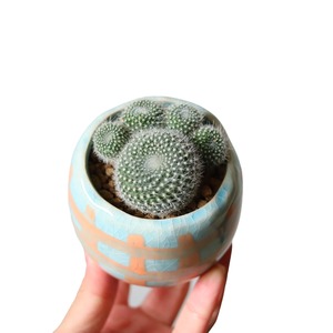 にくきゅう（花）