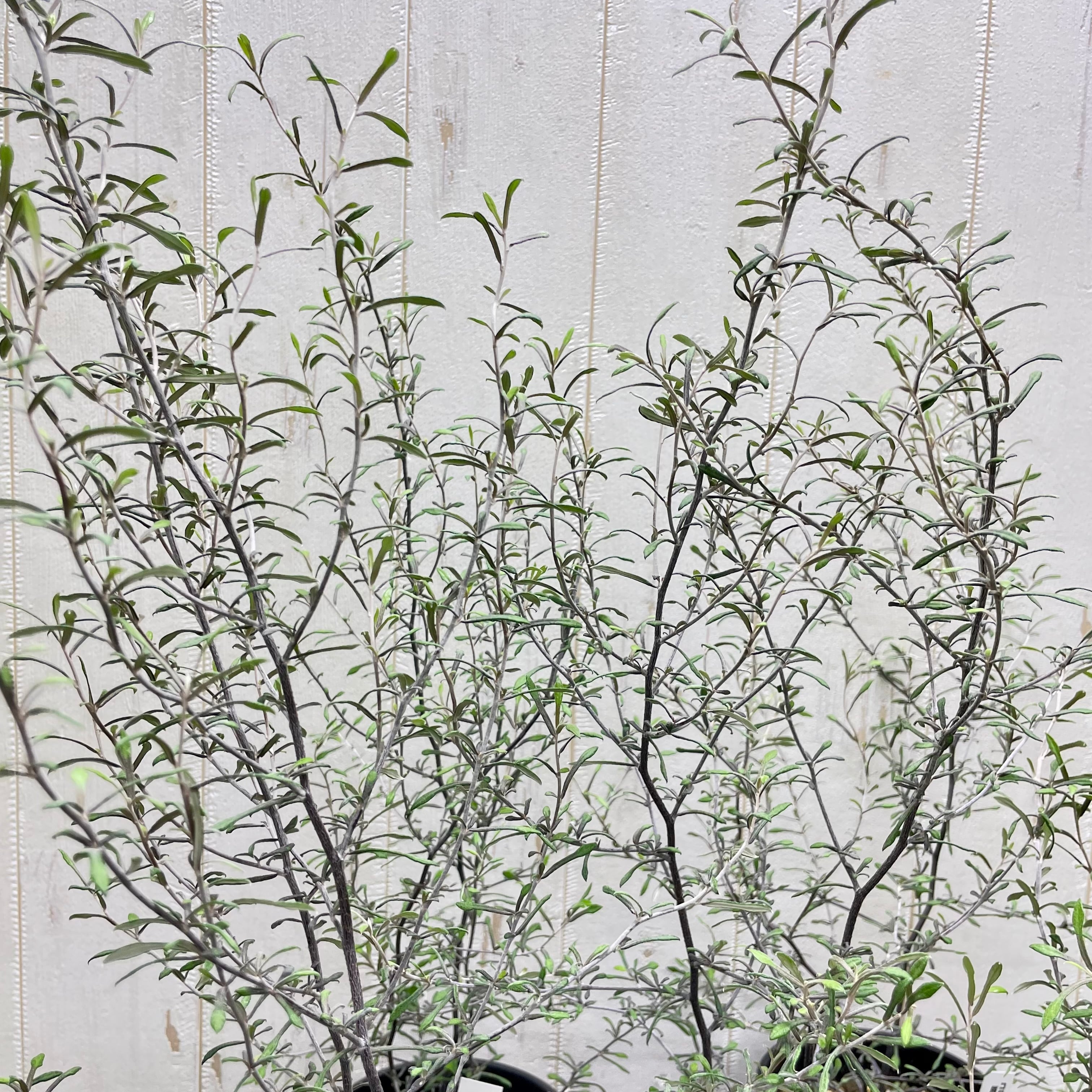 2株植え コロキア マオリシルバー 4号鉢 | PLANTS SHOP OLIVE
