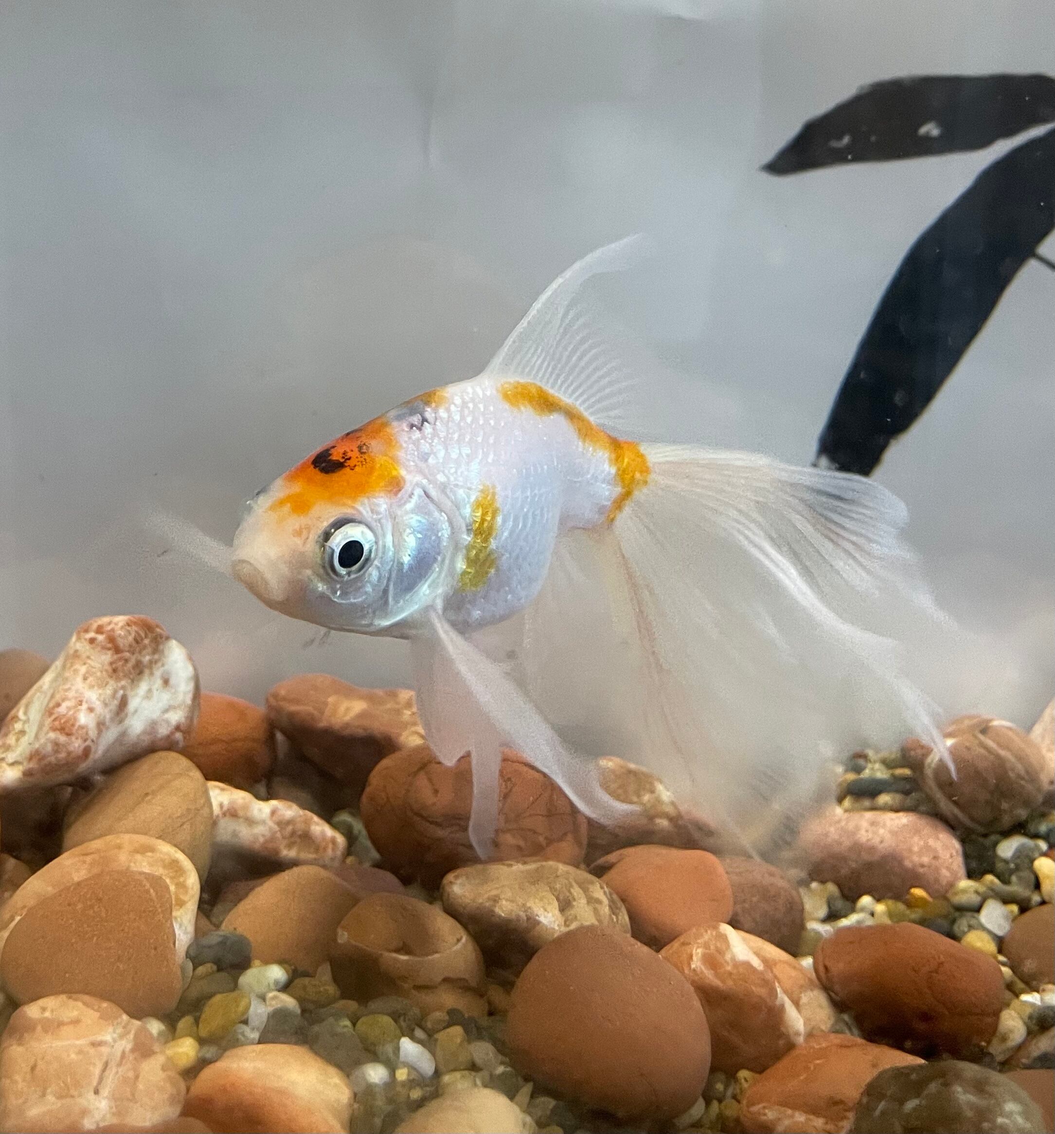 珍品種 ブリストル 金魚宝房