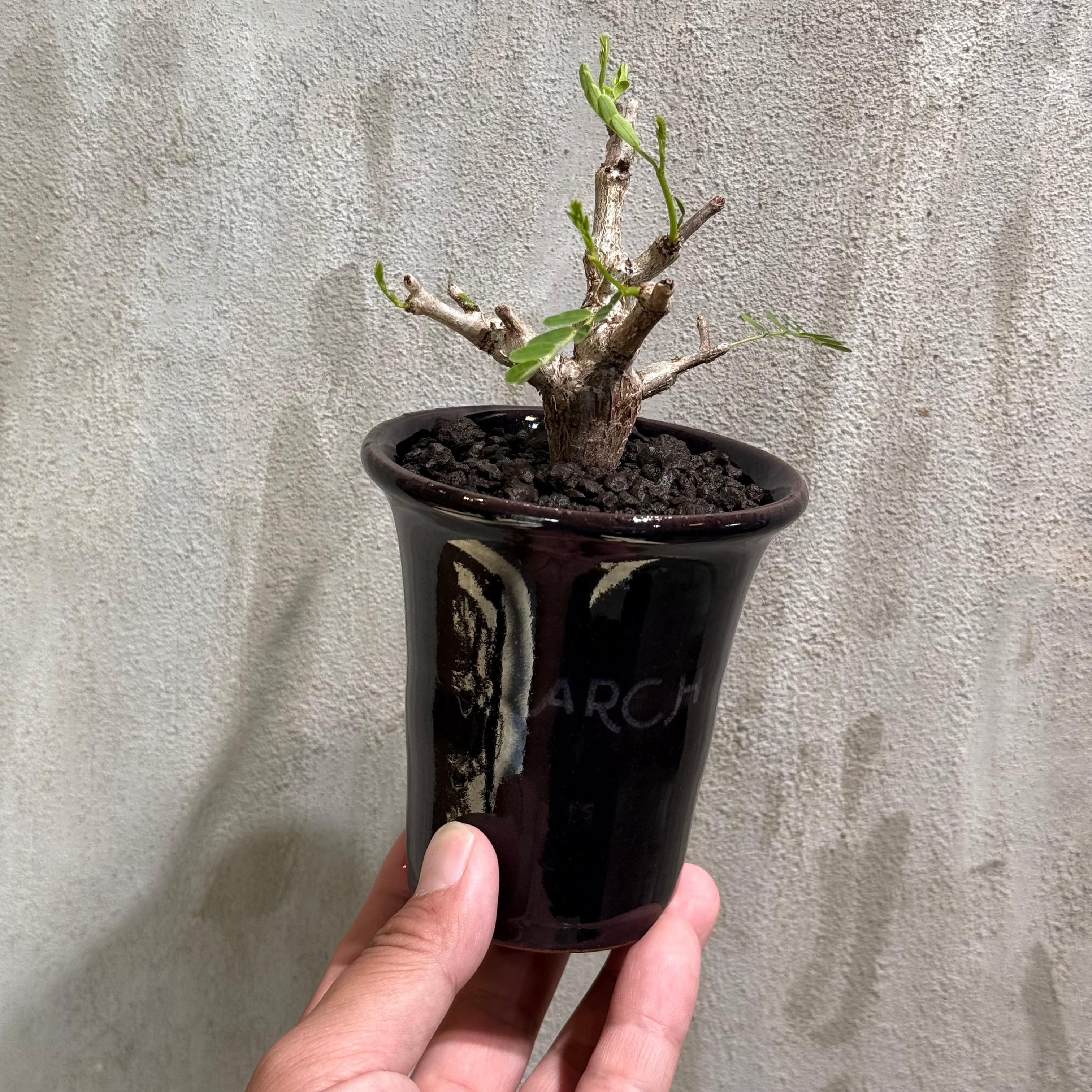 植物】アデニア ペチュエリー 実生株 <1> Adenia pechuelii | A-PLANTS