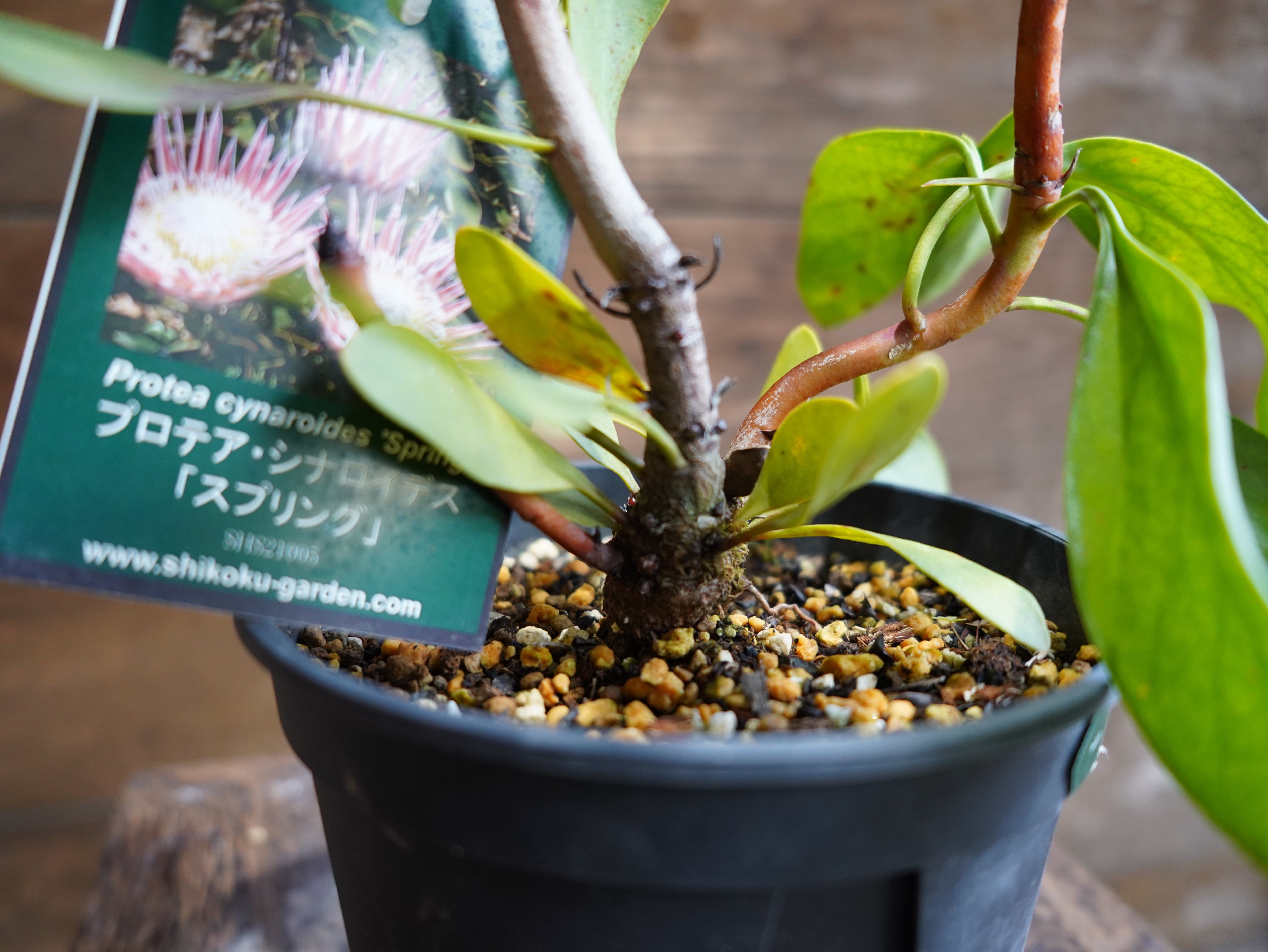 【現物】プロテア ・ シナロイデス「スプリング」