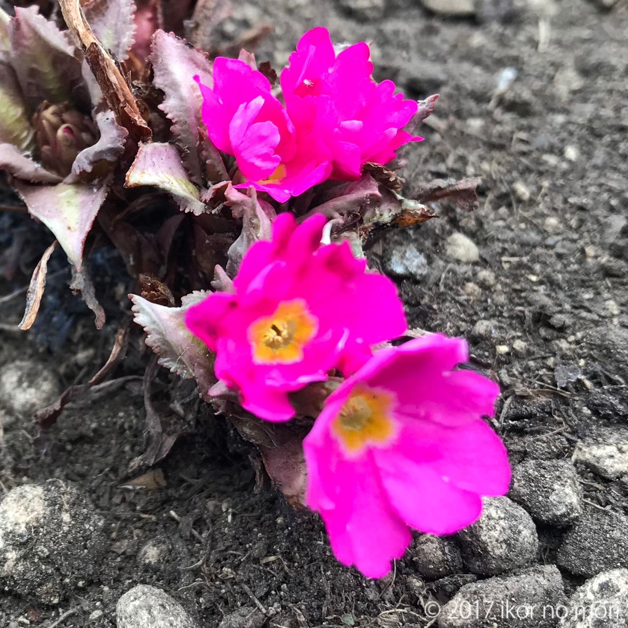 ３分クッキング ２０２１年９月号 本 雑誌 コミック