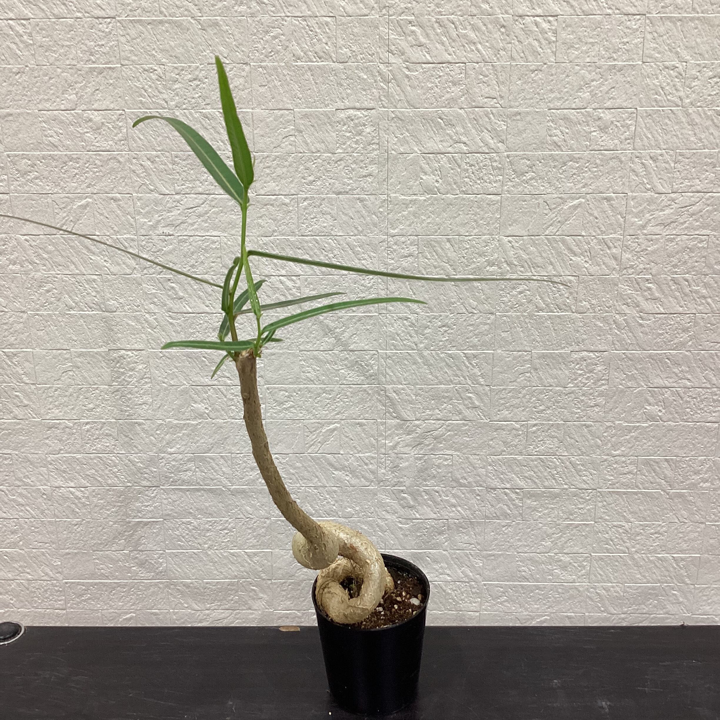 ☆魅惑の多肉植物 エケベリア 七福神 10.5cm 大苗 子持ち株10株含む12