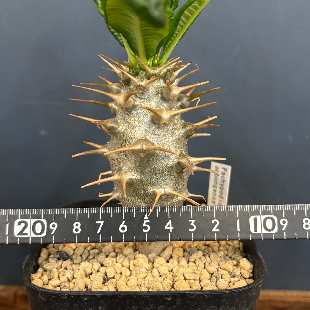 パキポディウム アンボンゲンセ【304】