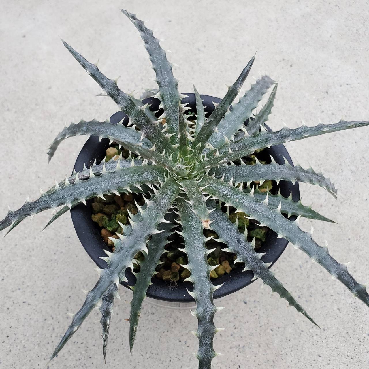人気 ディッキア ドナ・マリー Dyckia 'Donna Marie' 【公式通販】