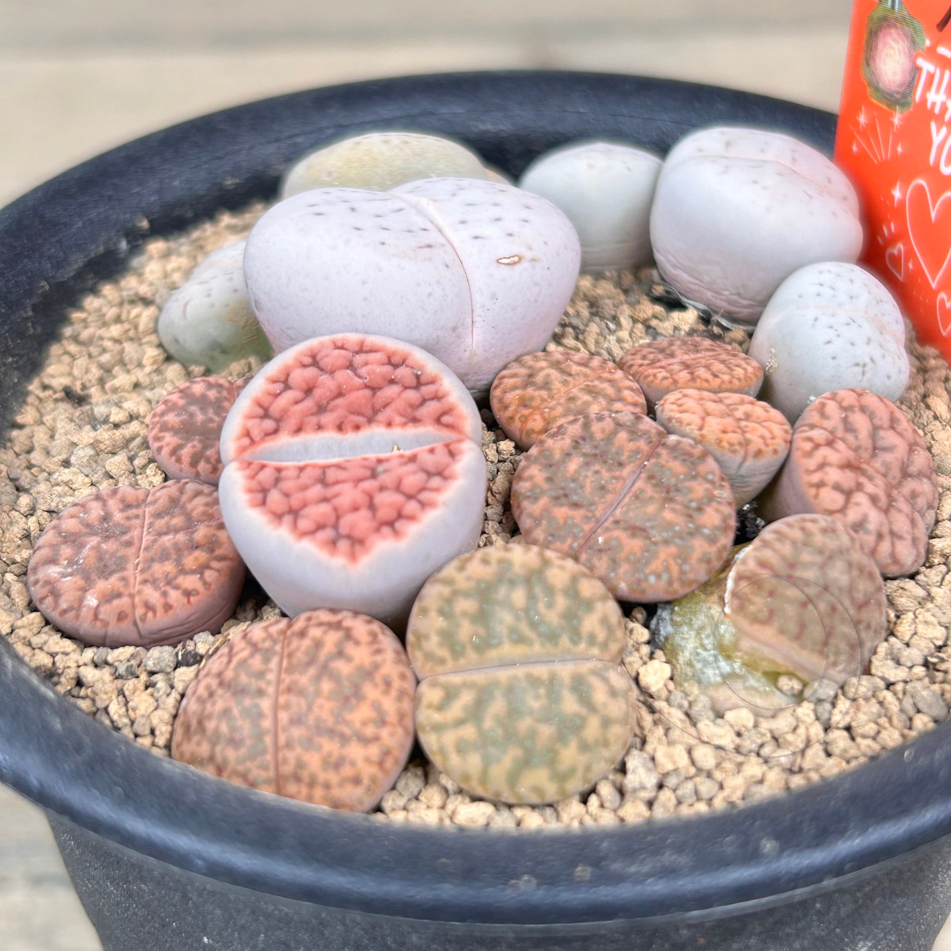 多肉植物 リトープス 入れ合わせ 品種たくさん コメントください 多肉