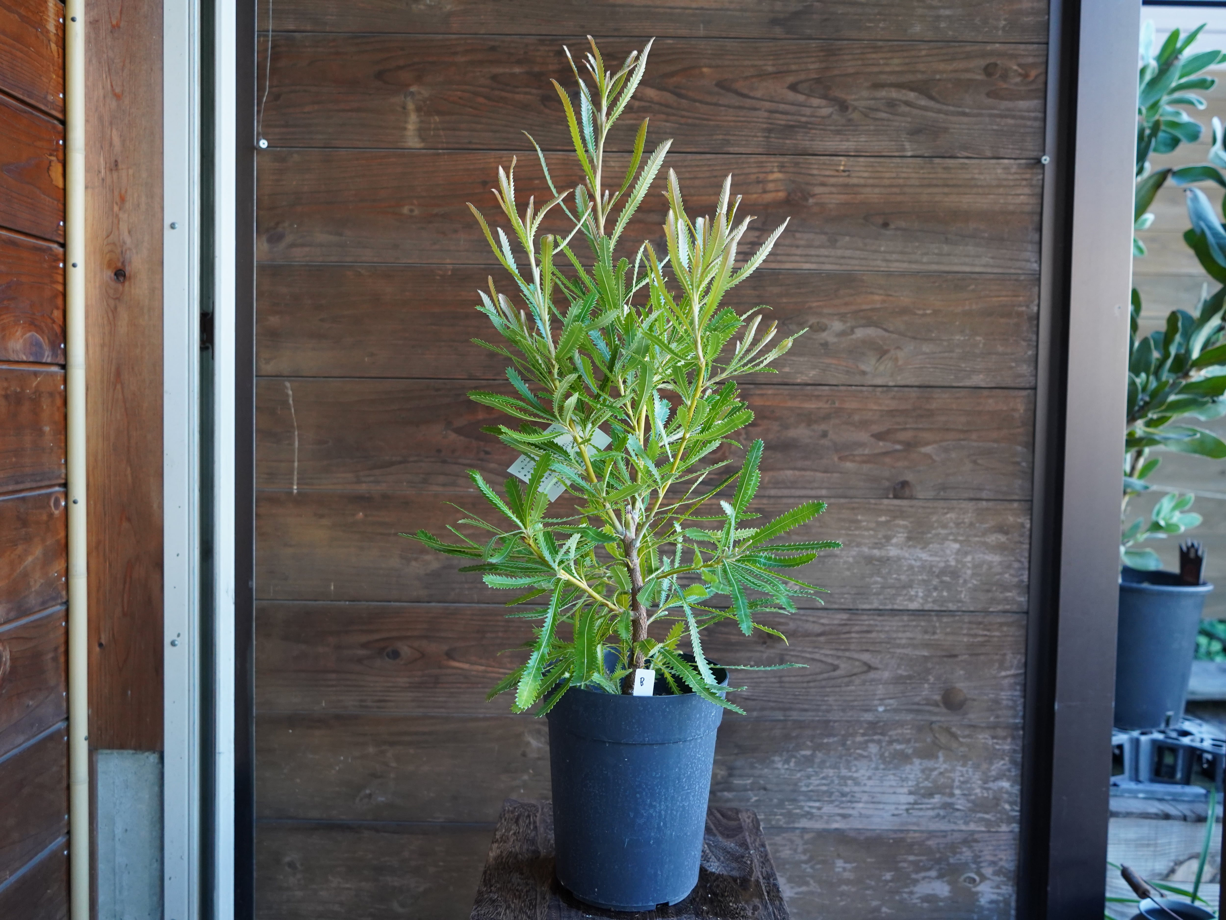 【現物】バンクシア　”アエムラ”　６号　B　