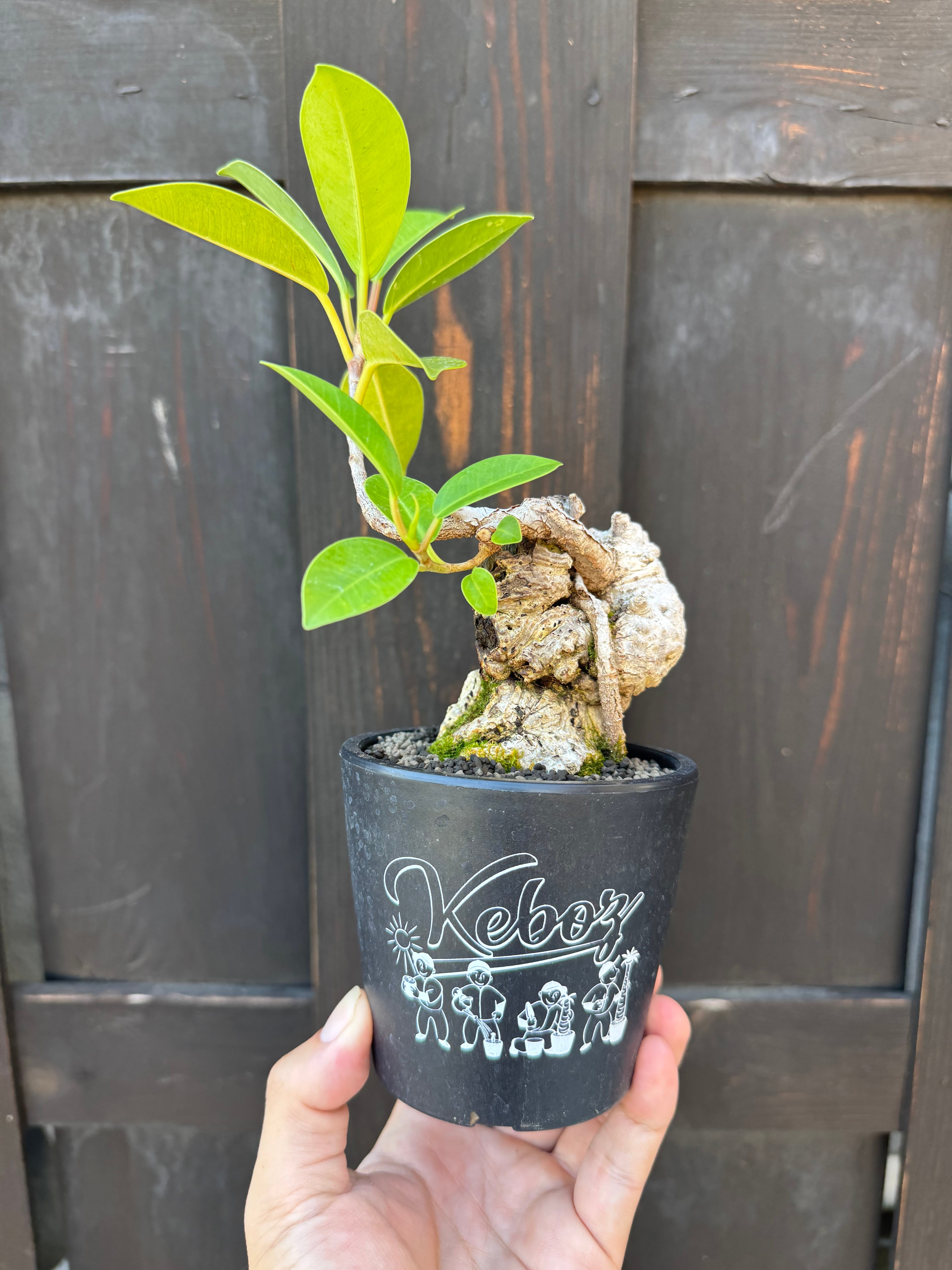 Ficus microcarpa 古木ガジュマル【KEBOZ × 青坊主コラボプラ鉢】