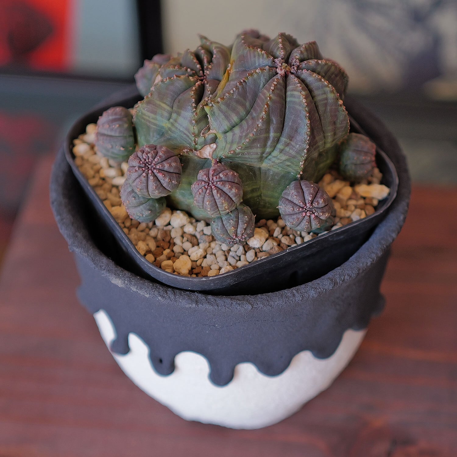 厳選株】最大幅約6.7cm 仔吹き 円扇石化 オベサ / ユーフォルビア