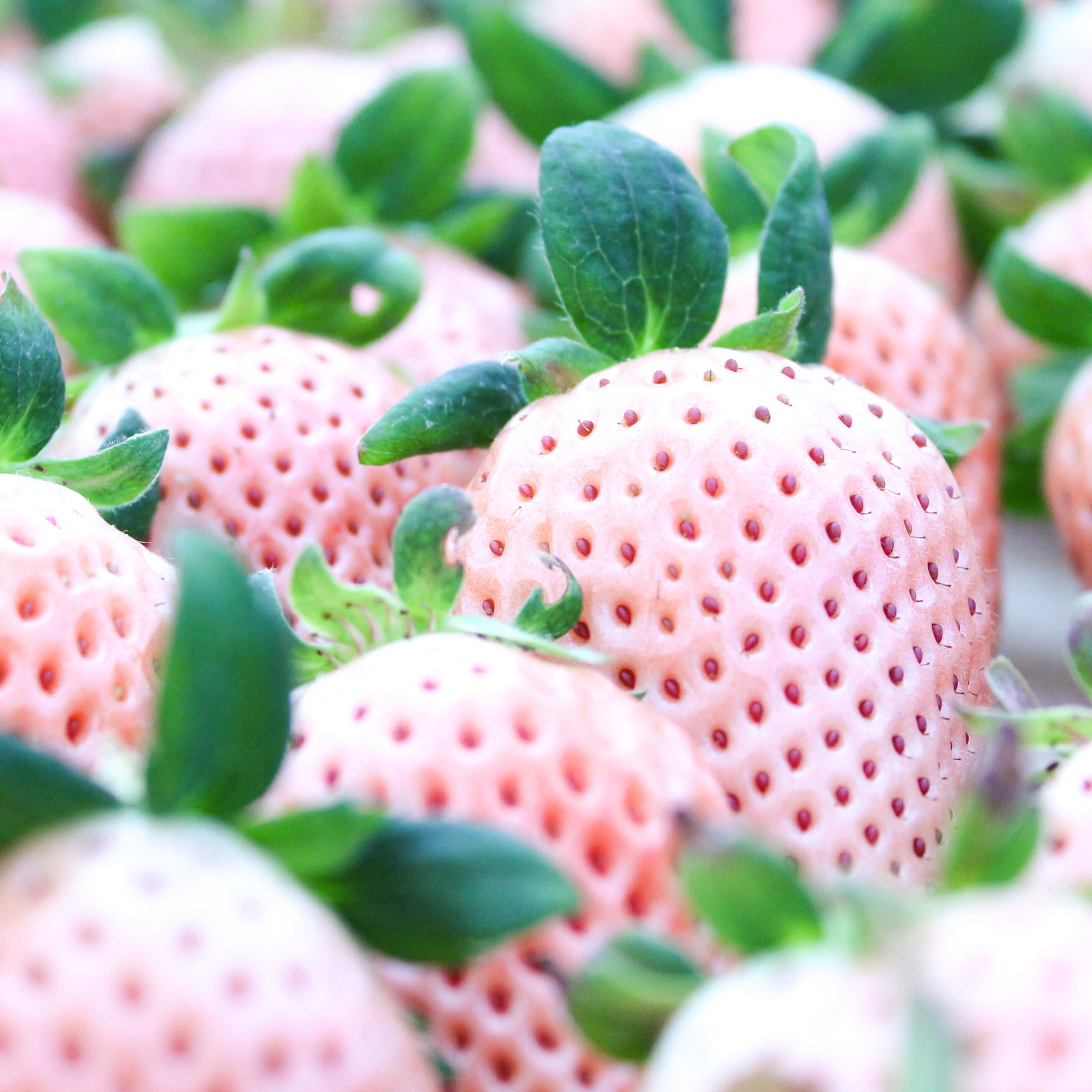 完熟紅白いちご 紅ほっぺ 淡雪 セット 伊賀農園直送 送料 税込 今シーズンの受付は終了いたしました 完熟クラフト苺 Berry ベリー 公式オンラインショップ 苺は人と自然が創る 芸術 だ 完熟紅白いちご 紅ほっぺ 淡雪 セット 伊賀農園直送 送料 税込 今シーズンの受付は終了いたしました 完熟クラフト苺 Berry ベリー 公式オンラインショップ 苺は人と自然が創る 芸術 だ