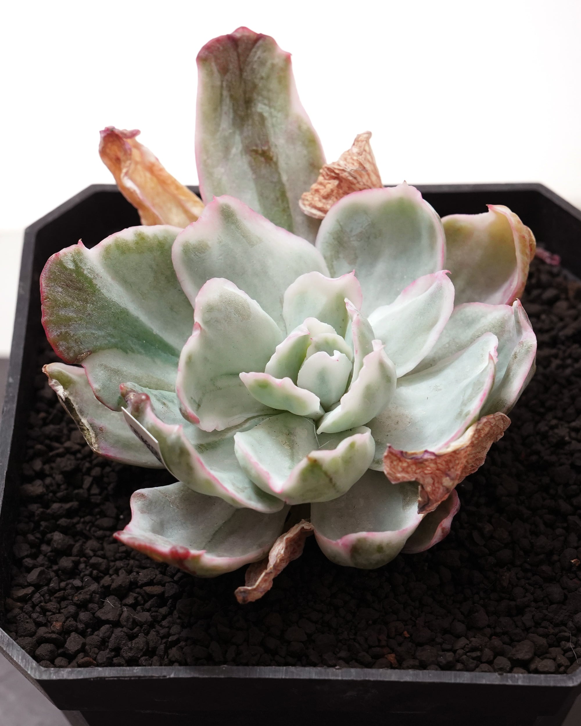 NEW RELEASE | PUKUBOOK SUCCULENTS