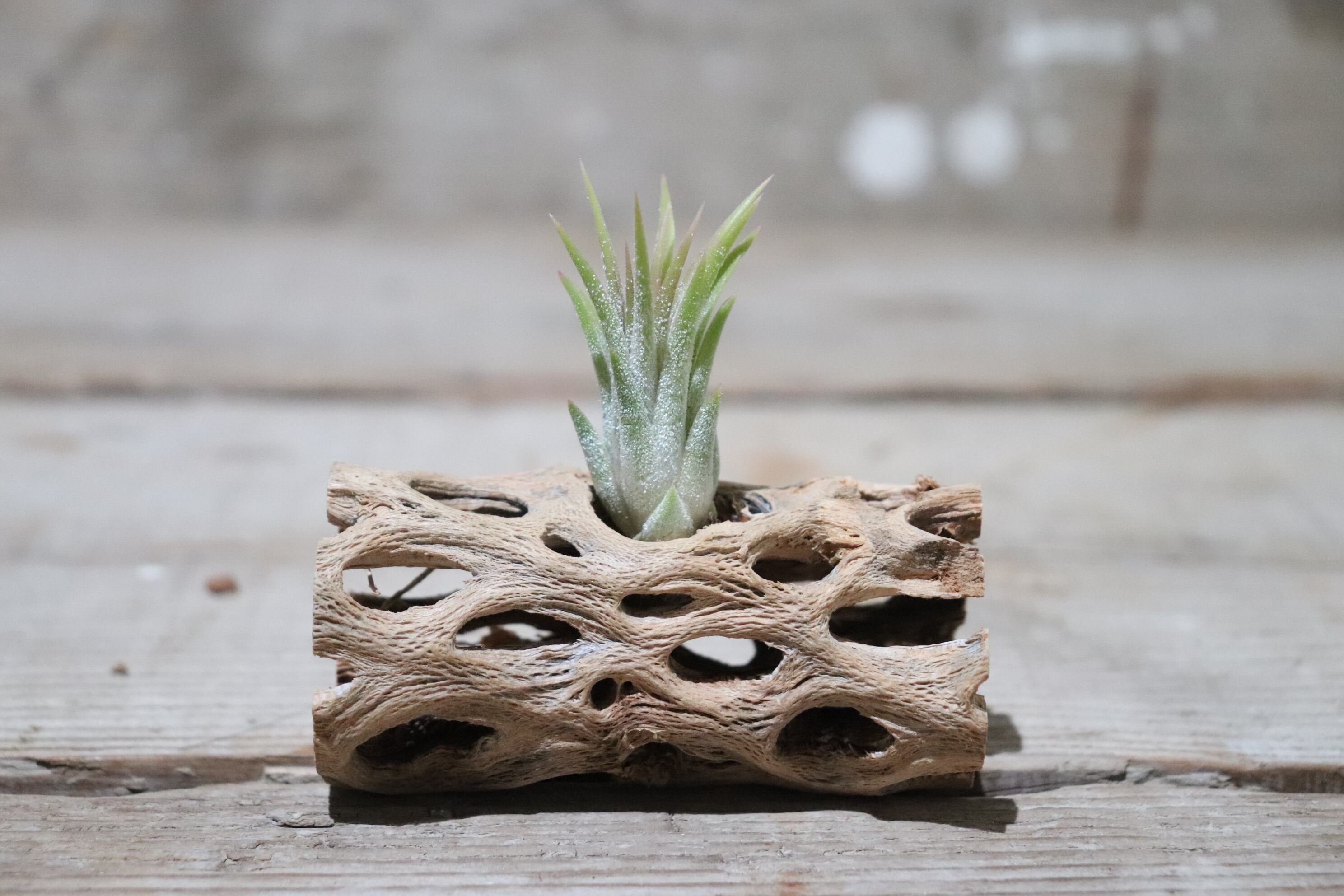 送料無料】ionantha 'Peach' from Jerry Domingo〔エアプランツ〕現品