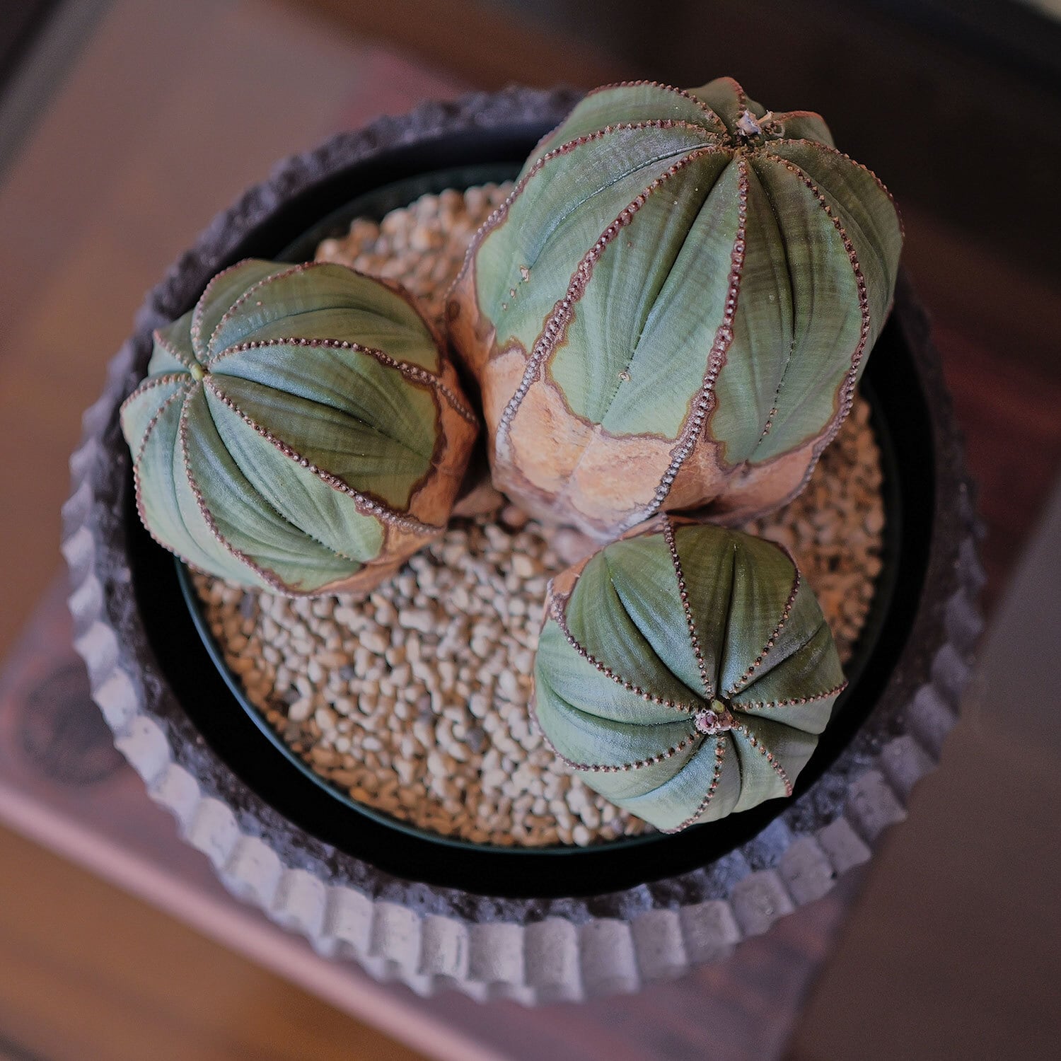 メス株【超厳選株】超大株 最大幅約 13.5cm トリプルヘッド オベサ