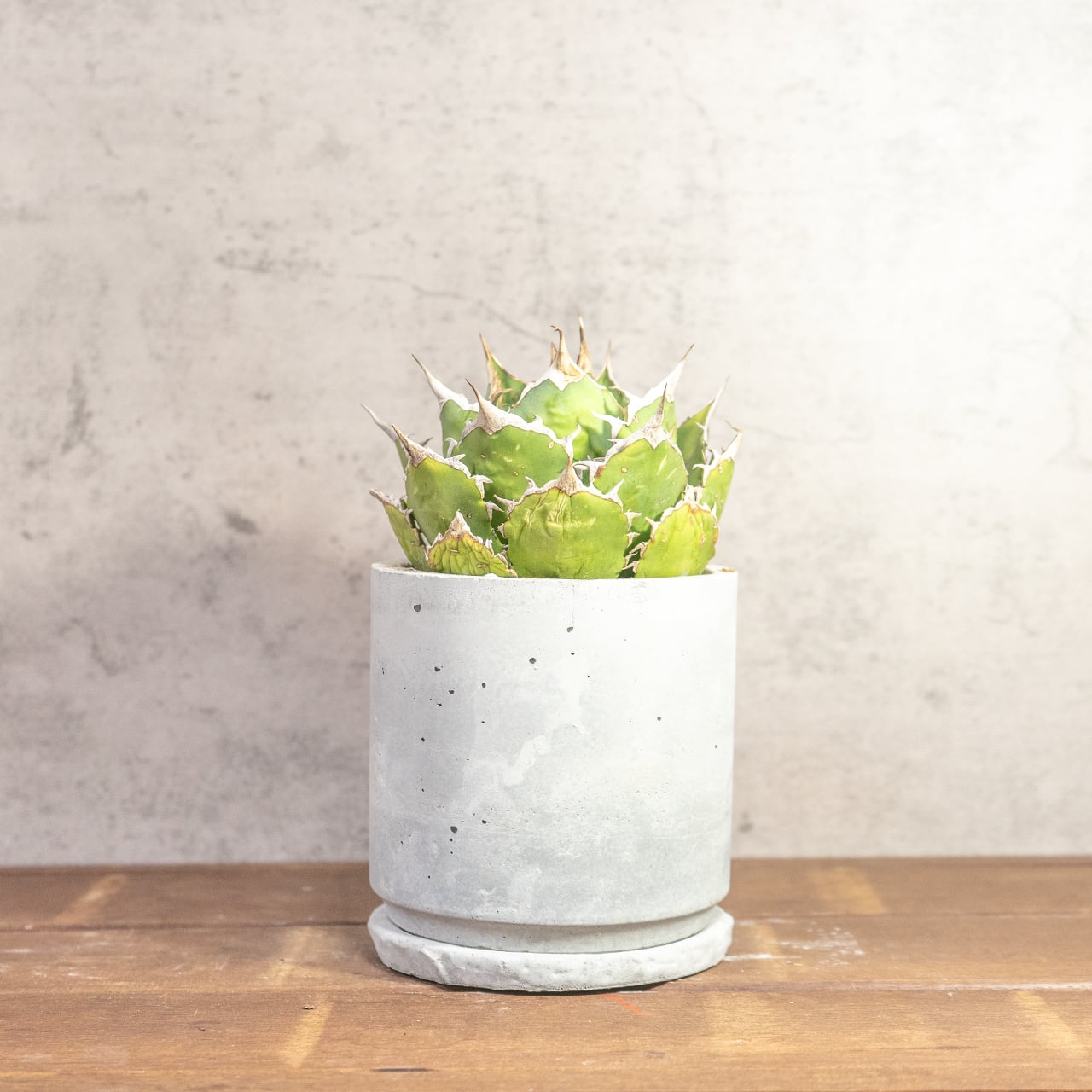 鋭い棘と力強いフォルムが魅力のアガベ・シロアリ（FO-76）。無骨な質感が映える手づくりモルタル鉢。根腐れを防ぐ独自配合の用土｜虫発生抑制（全国一律送料850円）