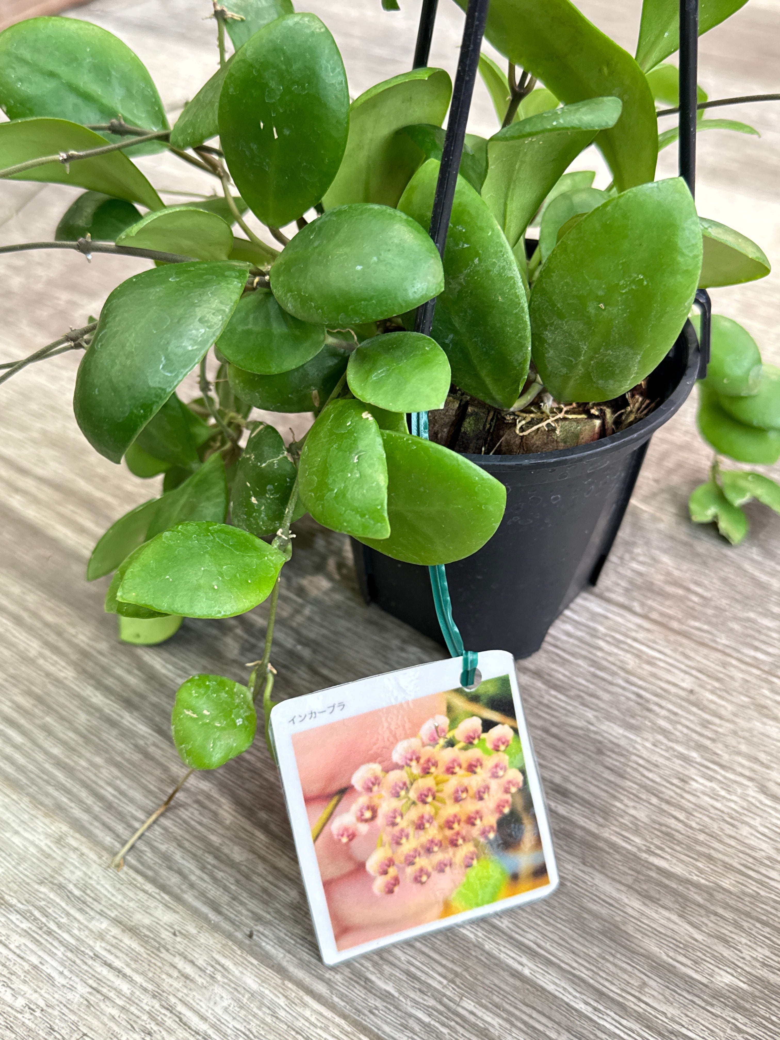 その他観葉植物 A 観葉植物 | Gardenえん 【観葉熱帯植物】
