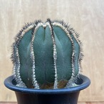 Uebelmannia pectinifera【ユーベルマニア・ペクチニフェラ・接木】