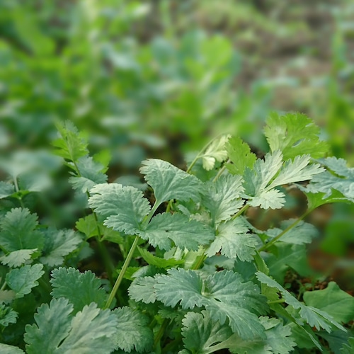 香菜 / パクチー / Coriander /  ผักชีไทย  250g