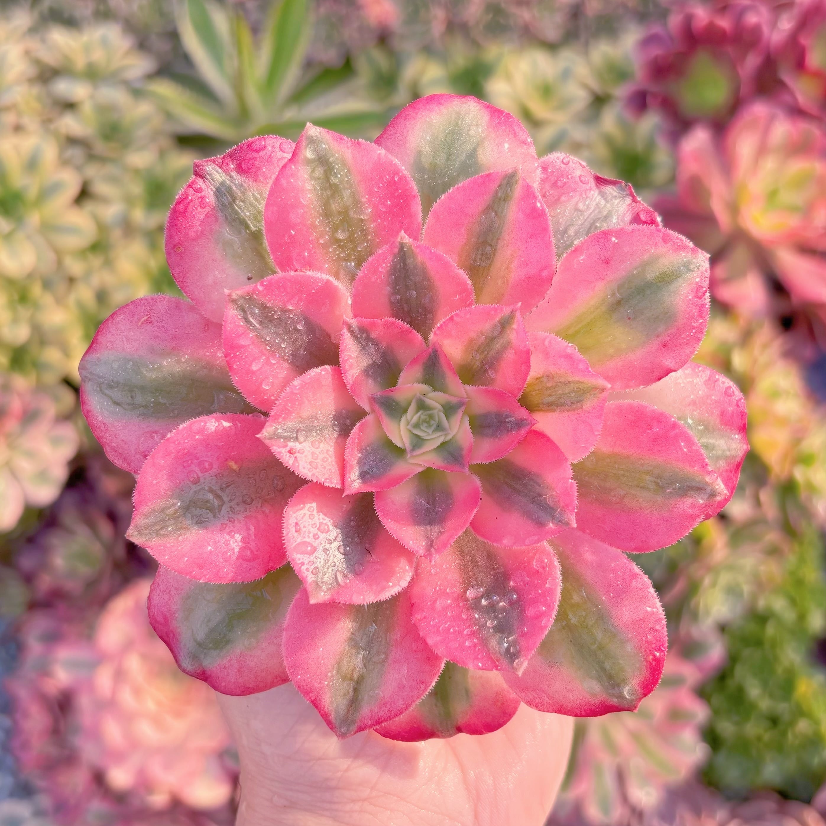 現品　アフラダイティ#M104　るる農園