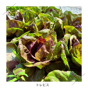 農薬不使用 自然農法 リクガメ 桑の葉 季節の野菜野草の詰め合わせ 7f1c8a0cb5715724afcf2bbe26c1ea