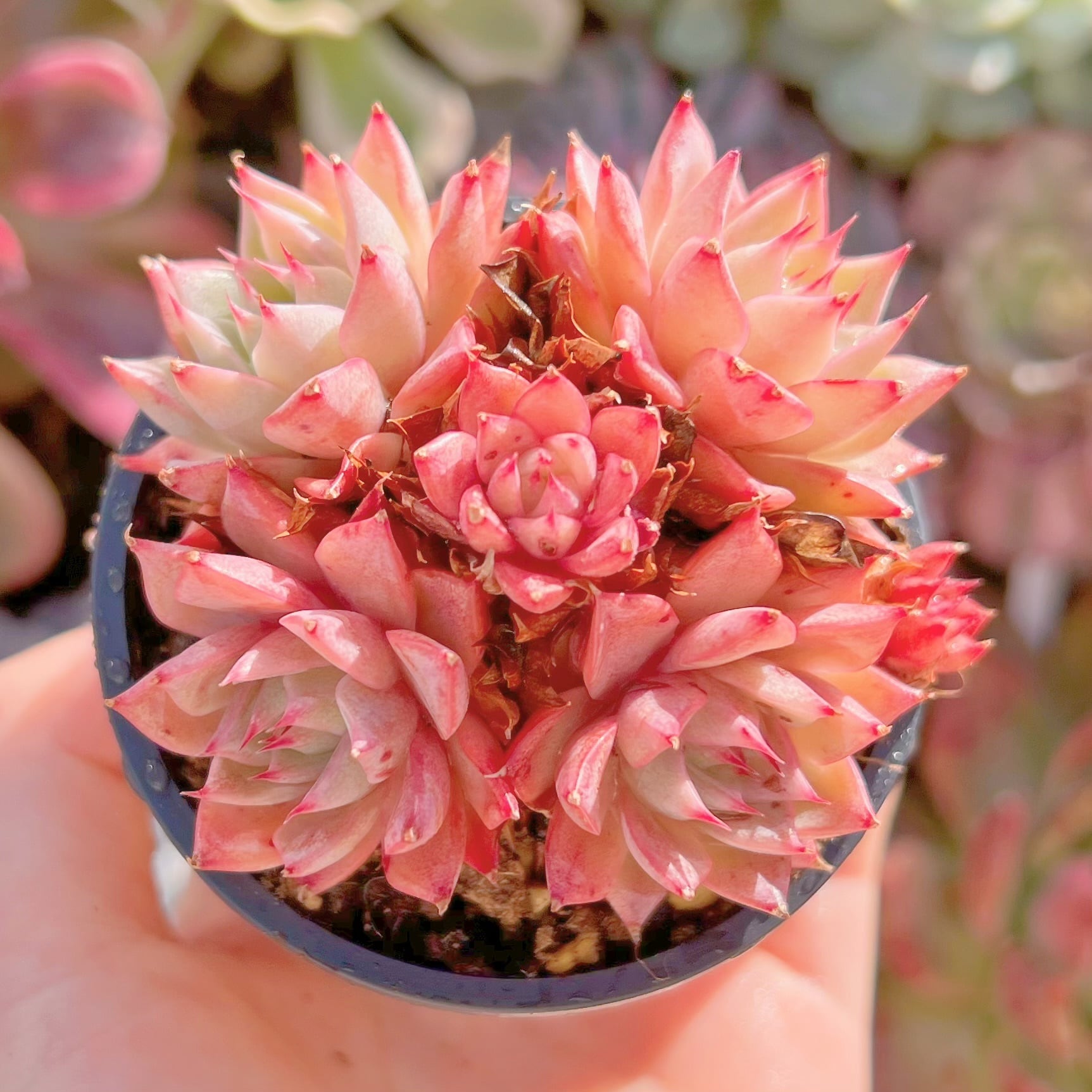 現品　リンゼアナ#242　るる農園