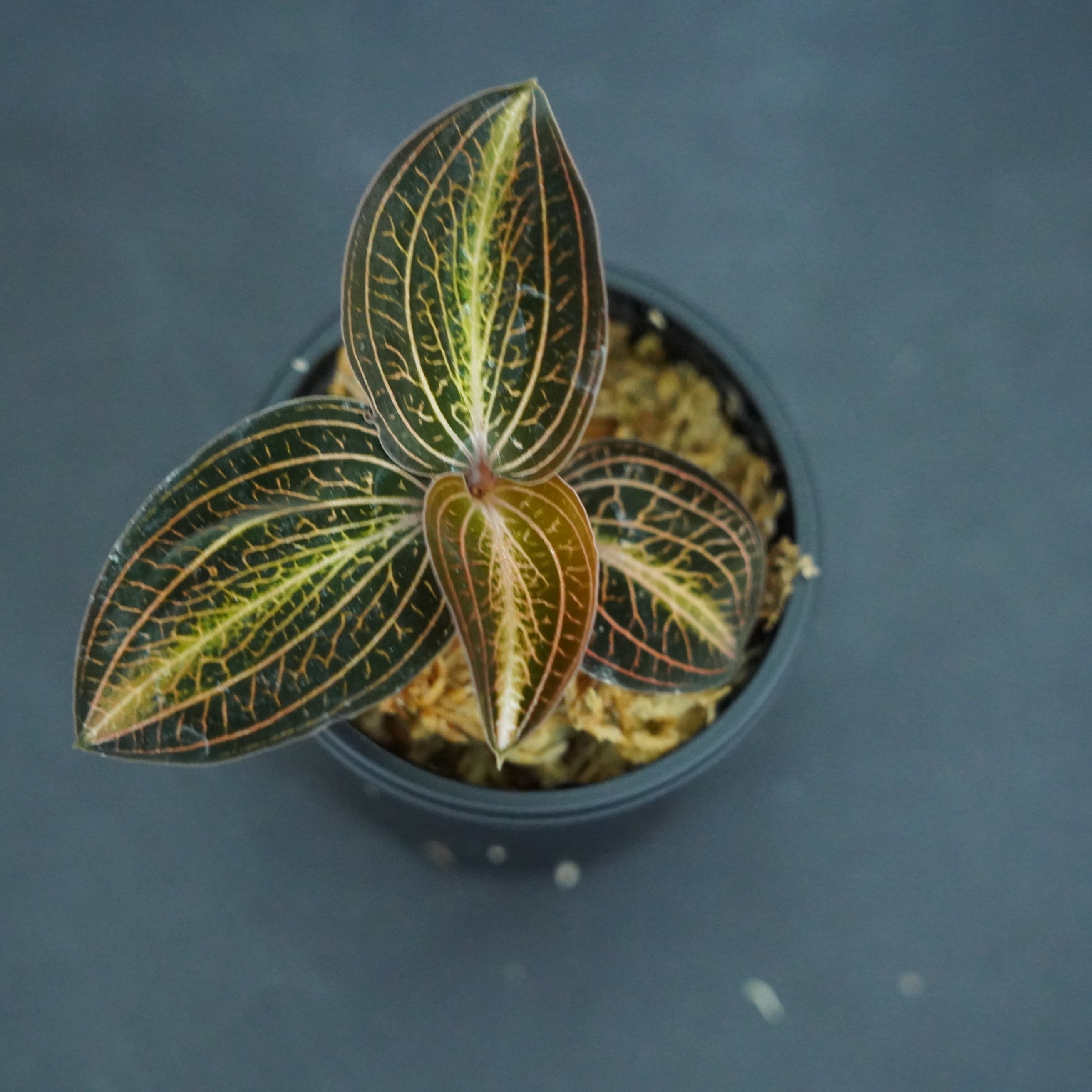 ◆現品◆アネクトマリア【ジュエルオーキッド宝石蘭/石崎バイオ】#658