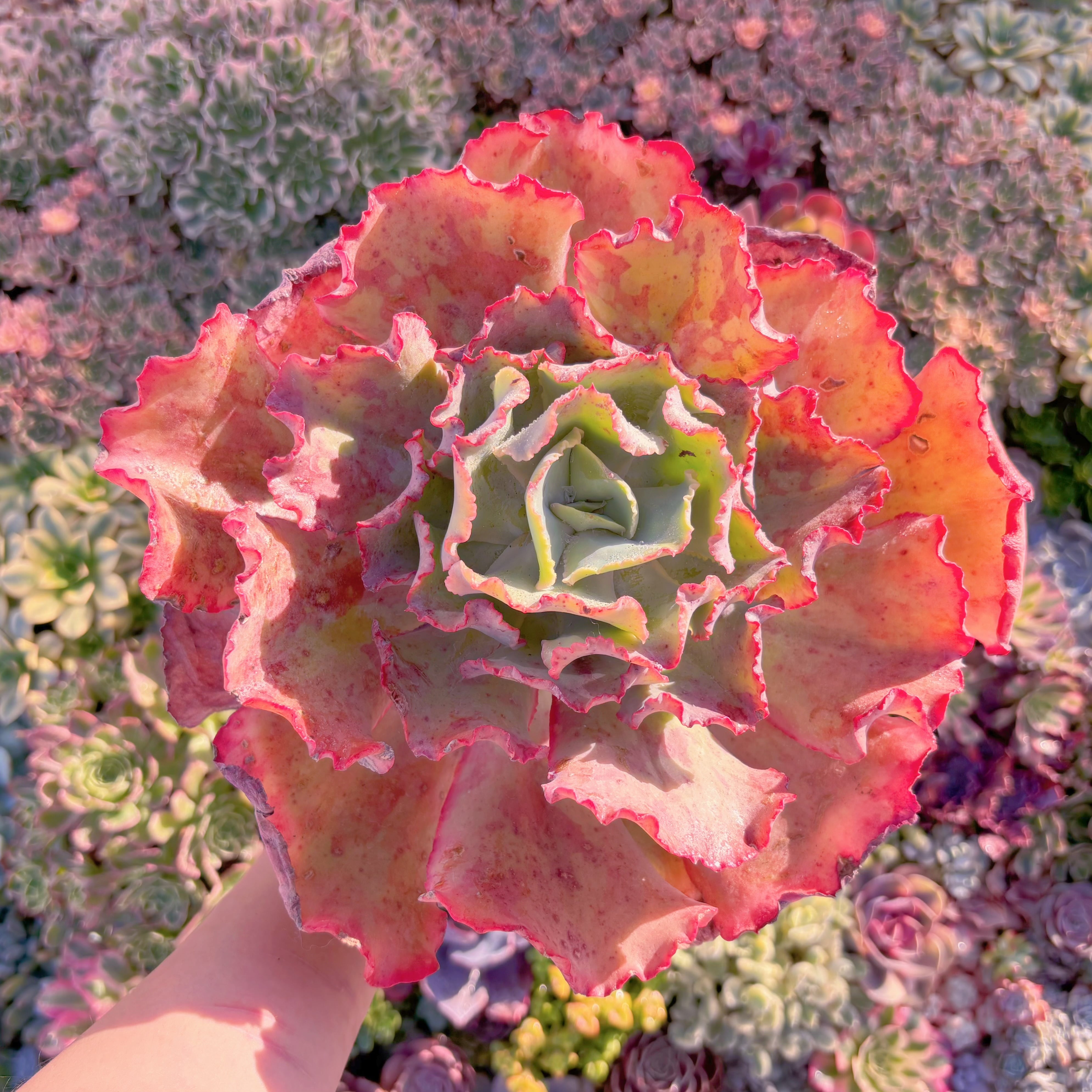 現品　ブルーローズ#M236　特大苗　新入荷　るる農園