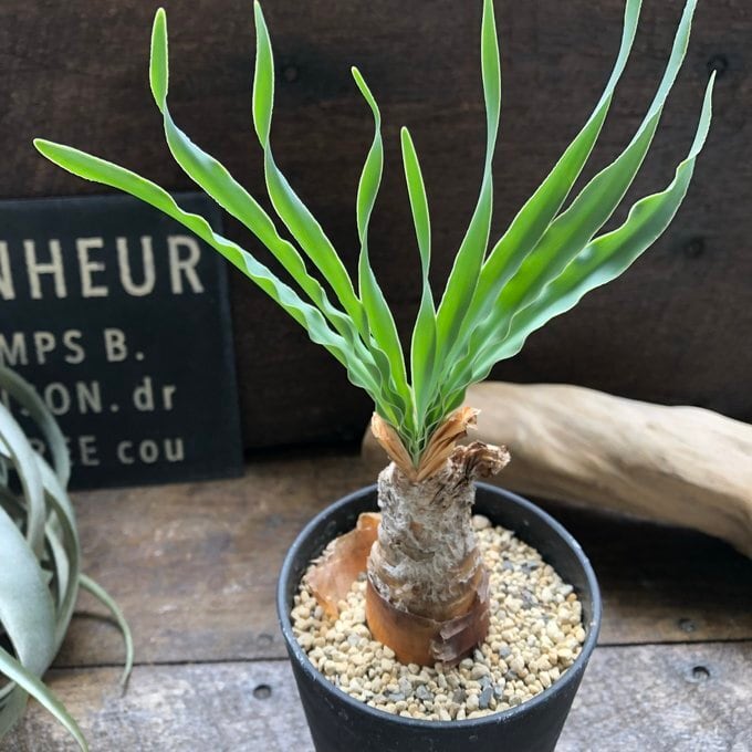 ブーファン・ディスティチャ】希少植物 個性的 塊根部分植物 | 植物の