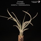 【rederved】exserta × xerographica〔エアプランツ〕現品発送T3788