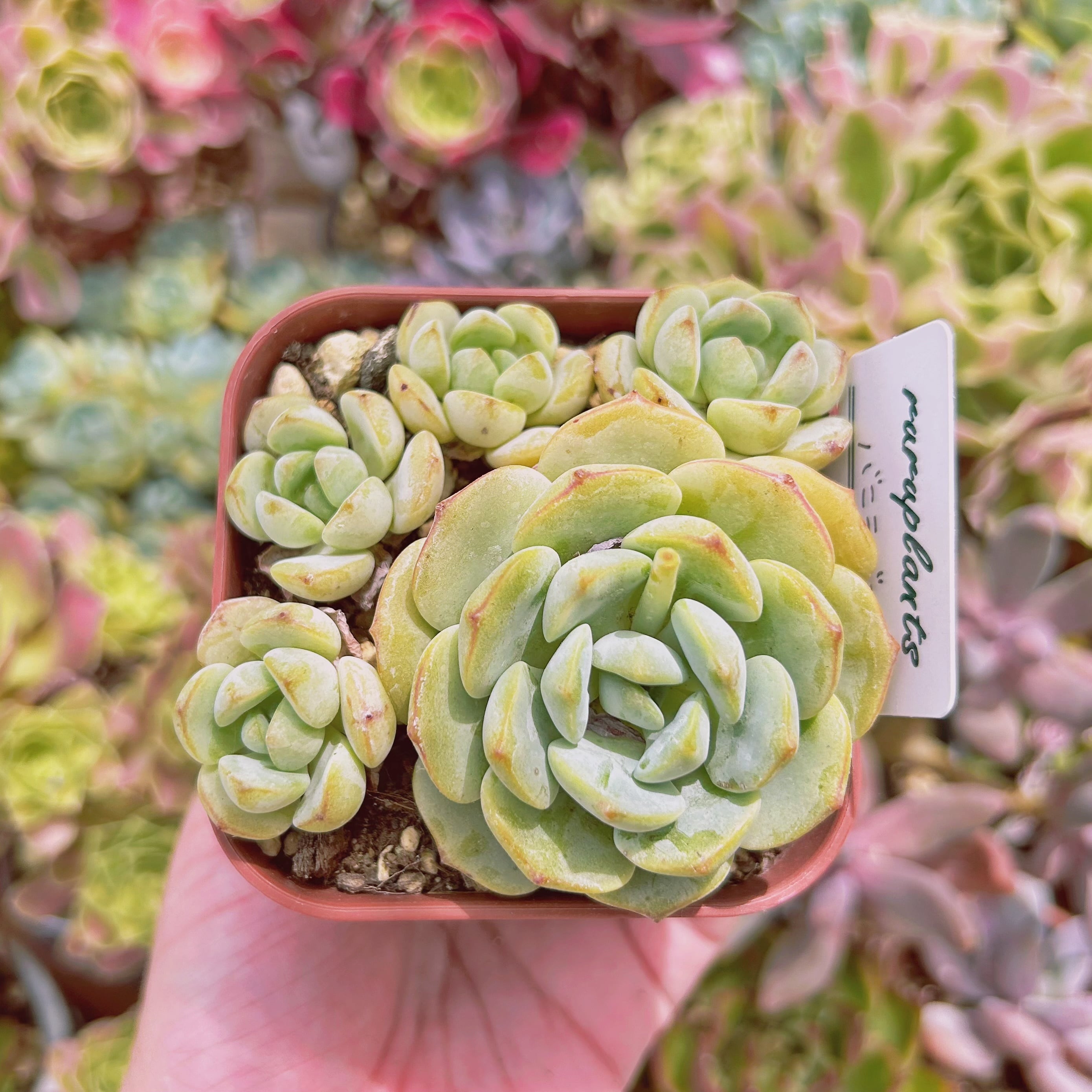 #523現物　多肉植物　バニラビス　特大　抜き苗