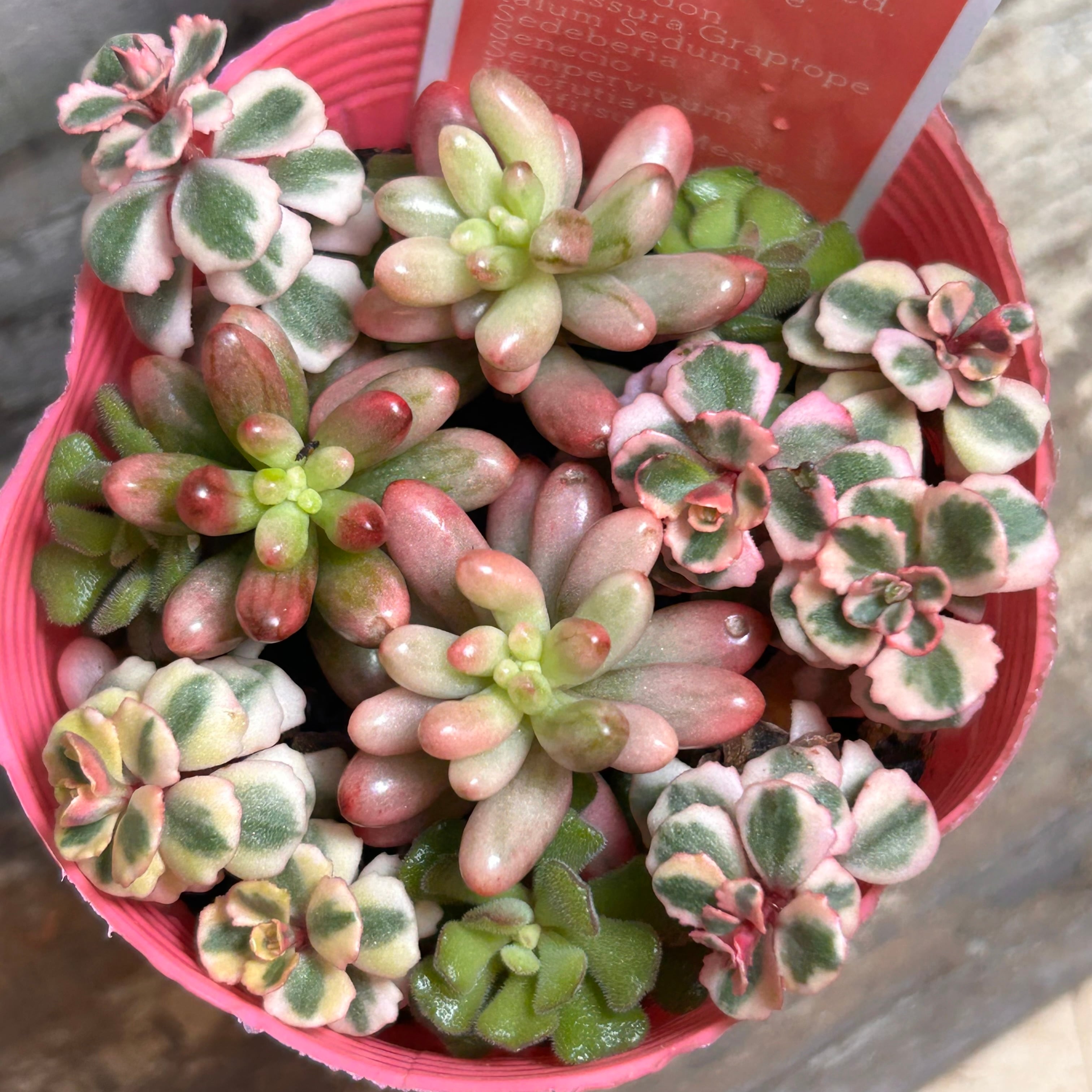 アメチスチヌム | RuPo 多肉植物専門店