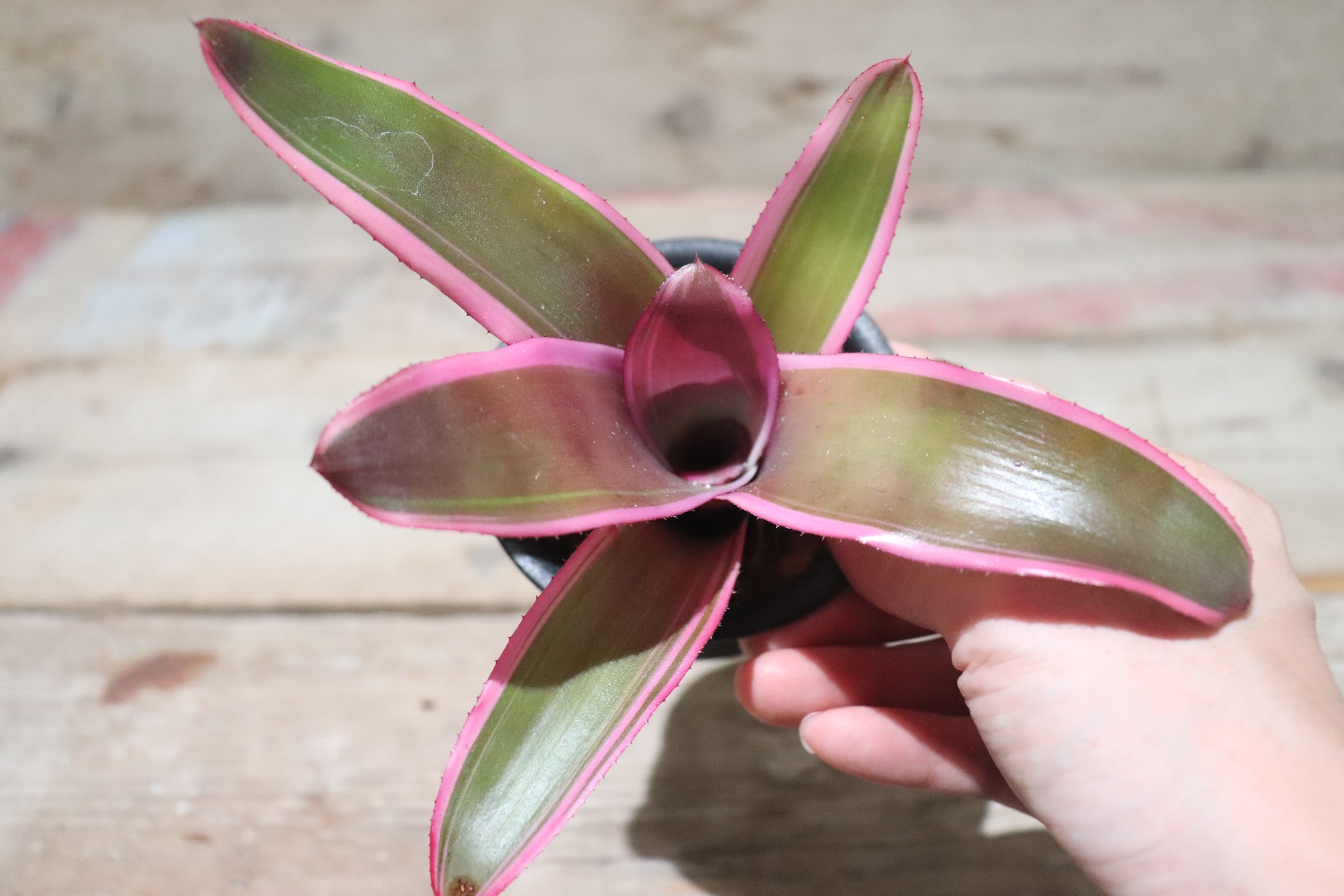 送料無料】Neoregelia 'Sister Janet'〔ネオレゲリア〕現品発送N0070-1