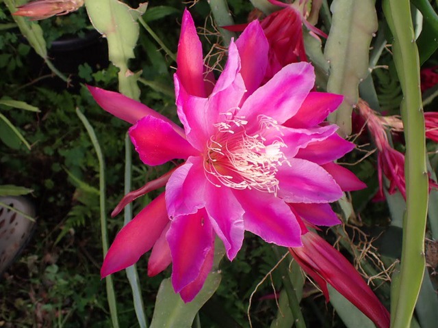 #2 Epiphyllum hybrid 'Pegasus'　１０．５ｃｍＰＯＴ
