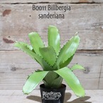 【送料無料】 Billbergia sanderiana〔ビルベルギア〕現品発送B0011