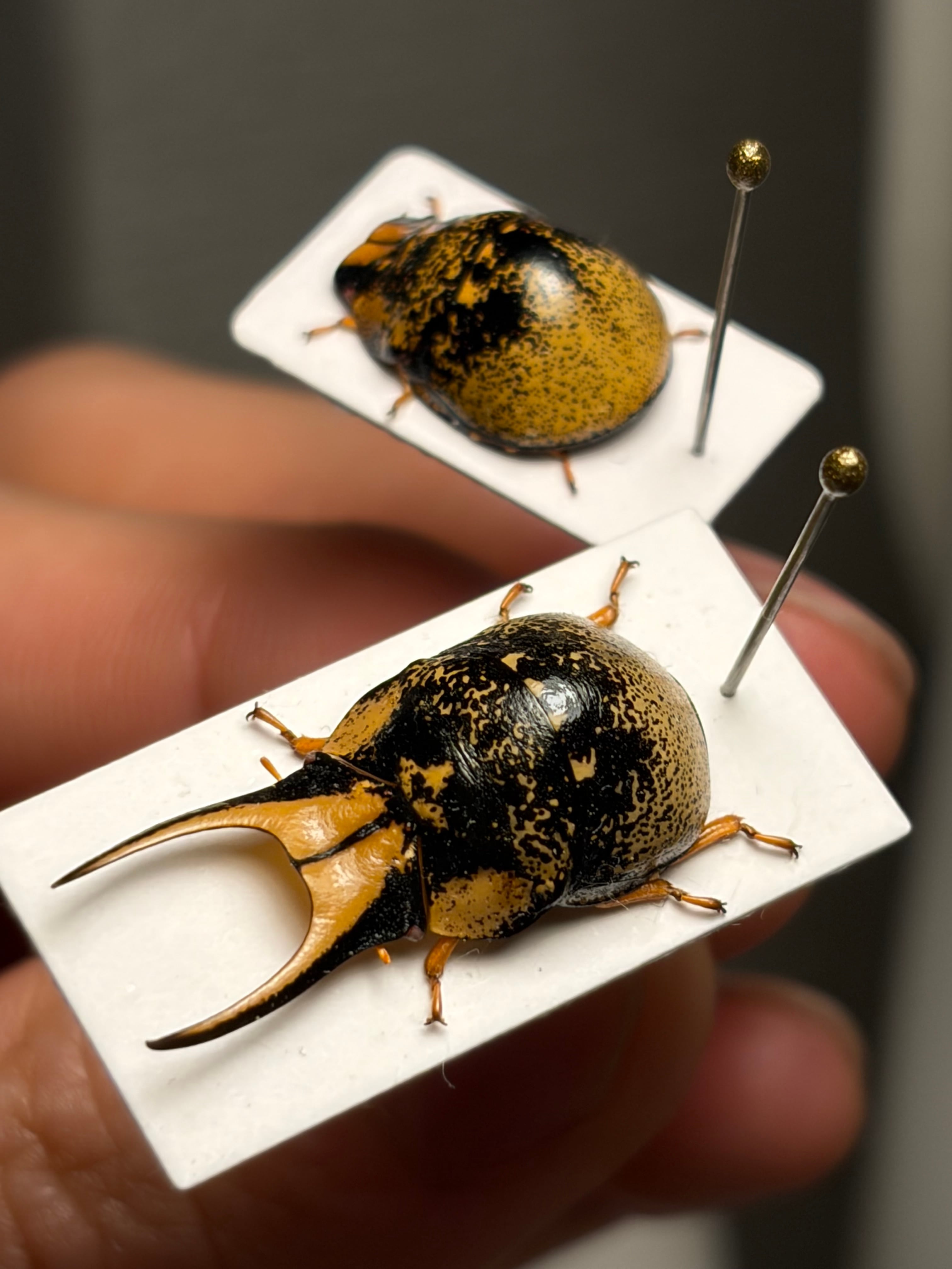 【特大ペア】幻のクワガタマルカメムシ 標本とんでもない甲虫 BRUTUS珍奇昆虫 特大ペア】幻のクワガタマルカメムシ 標本 とんでもない甲虫 BRUTUS