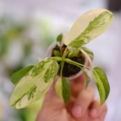 Philodendron Radiatum x Florida Beauty x Mayoi / フィロデンドロン
