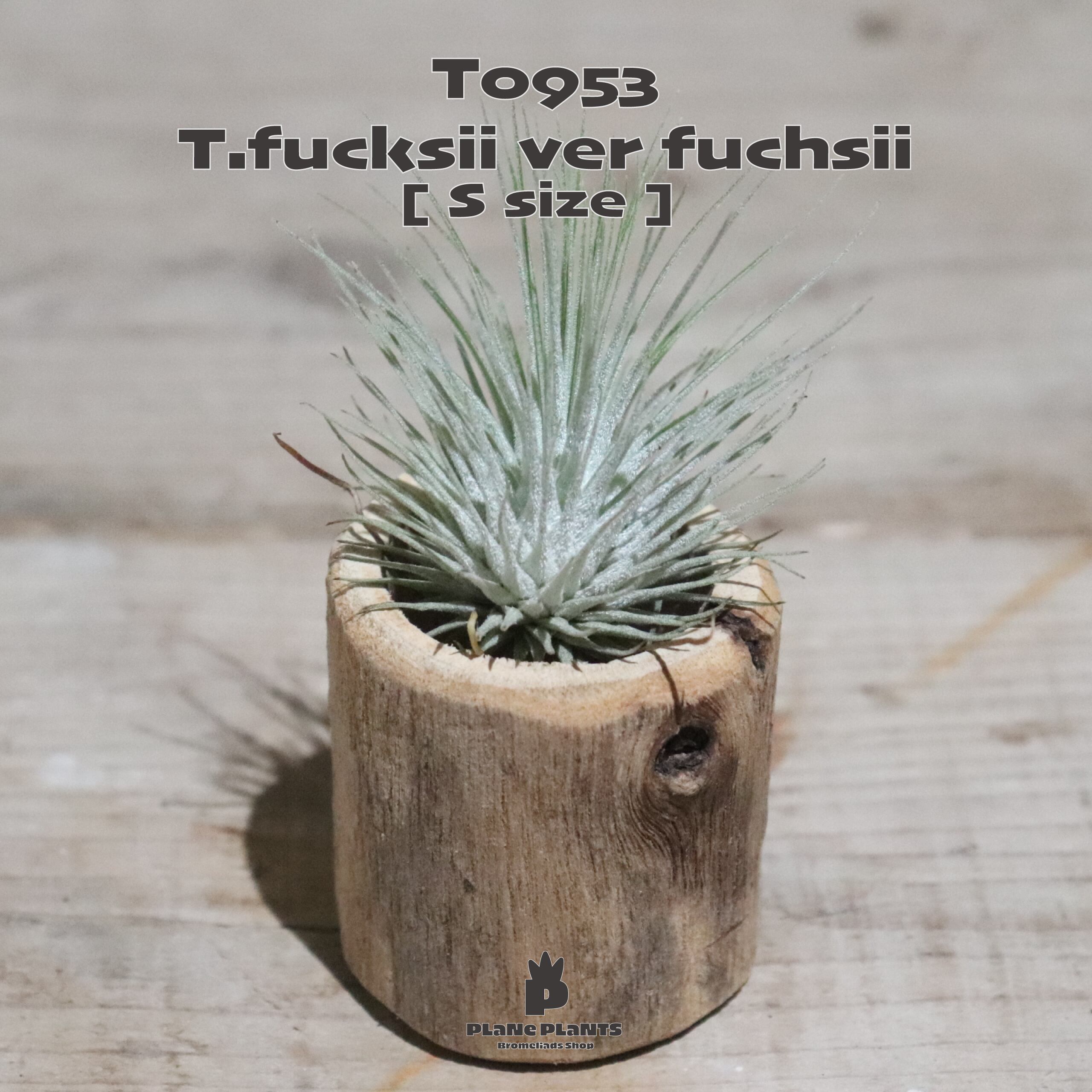 送料無料 フックシー フックシー S エアプランツ 現品発送t0953 Plane Plants