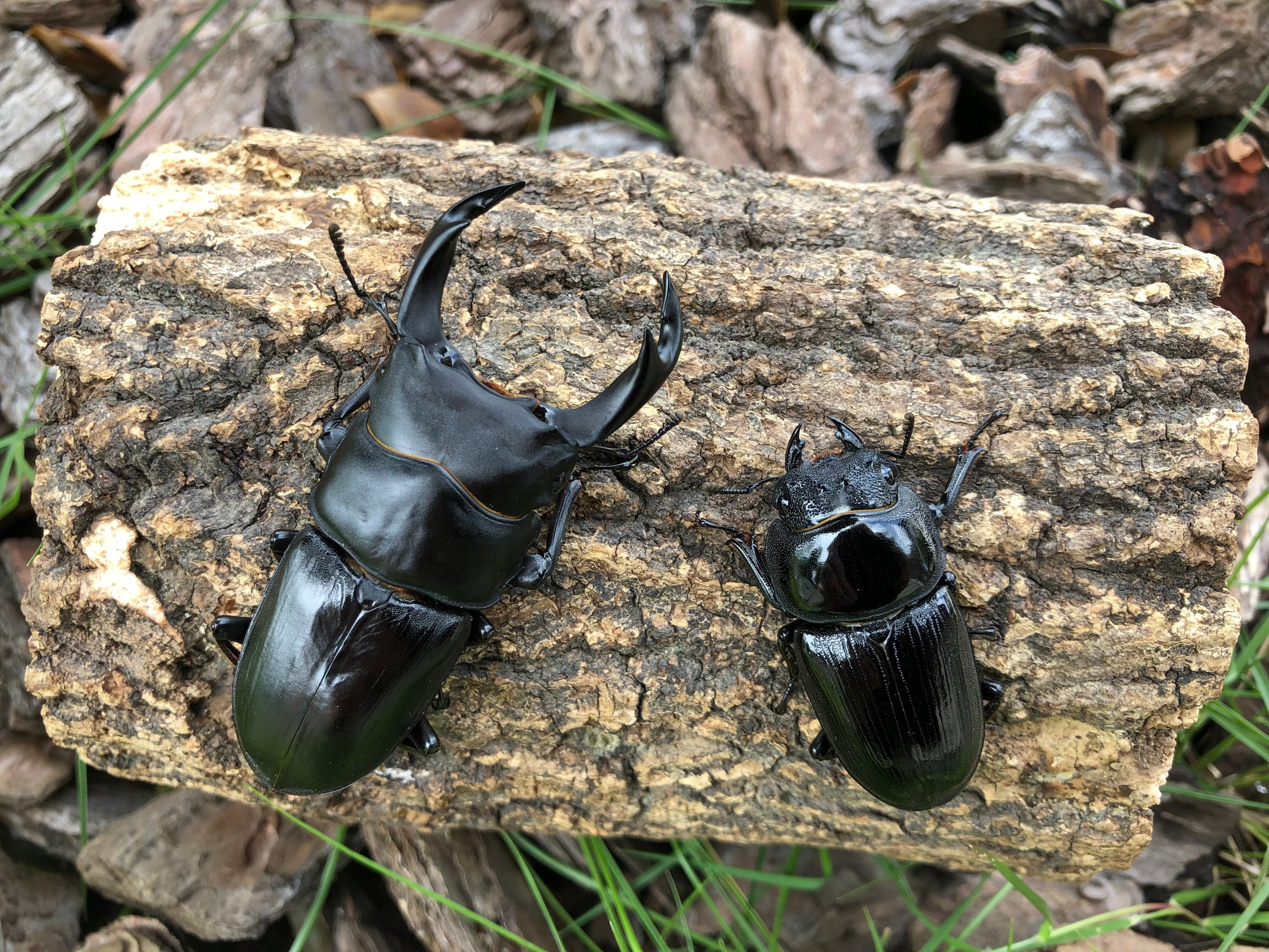 取引中 オオクワガタ