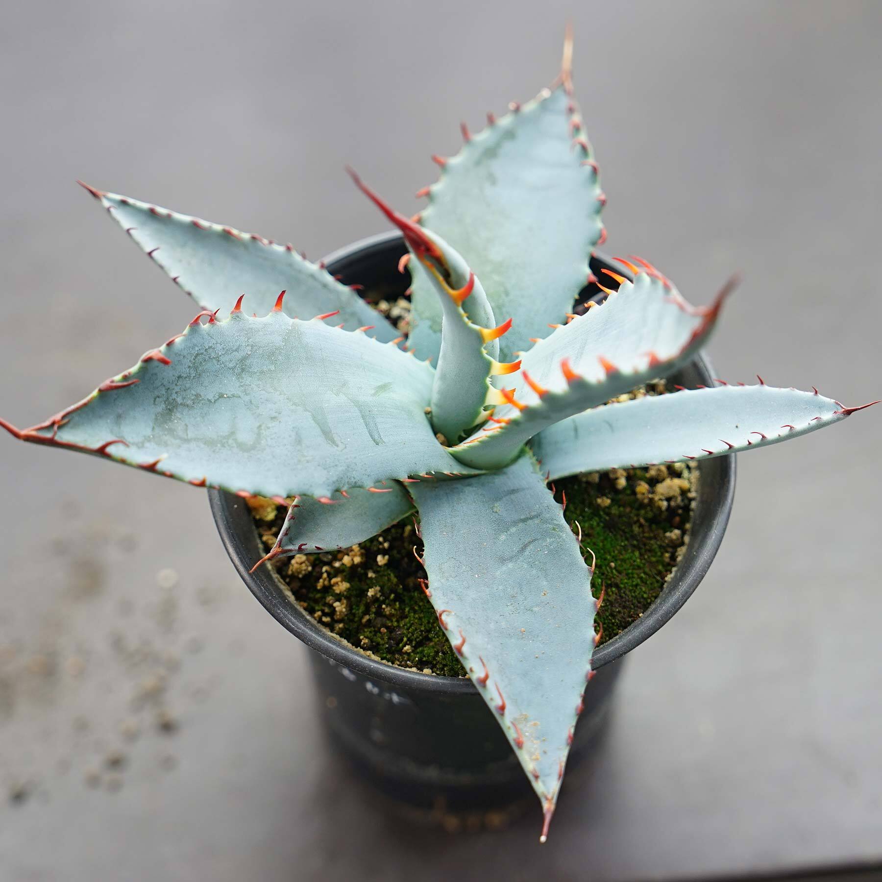 アガベ 極上氷山大株美株抜き苗発送